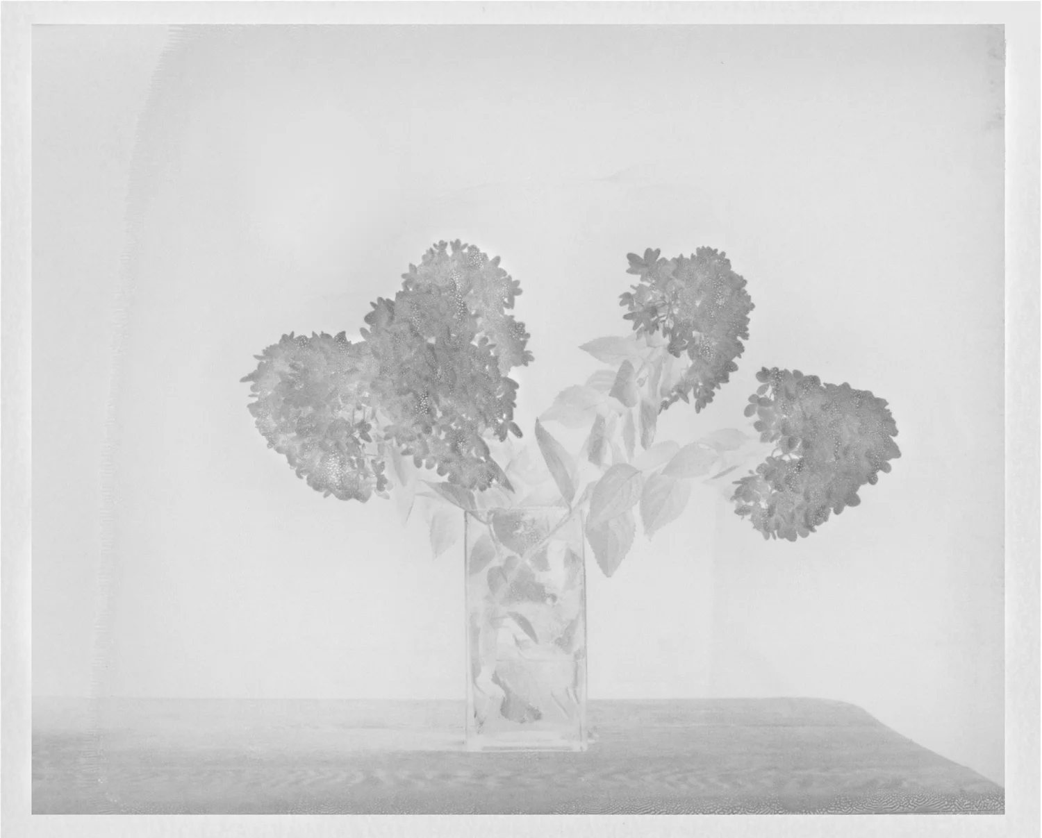 june377 edit 3 inverse hydrangea.jpg
