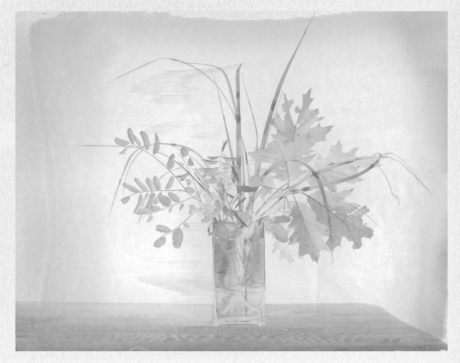 Still Life with Oak Leaves. 2016. Archival Pigment Print. 7" x 9"