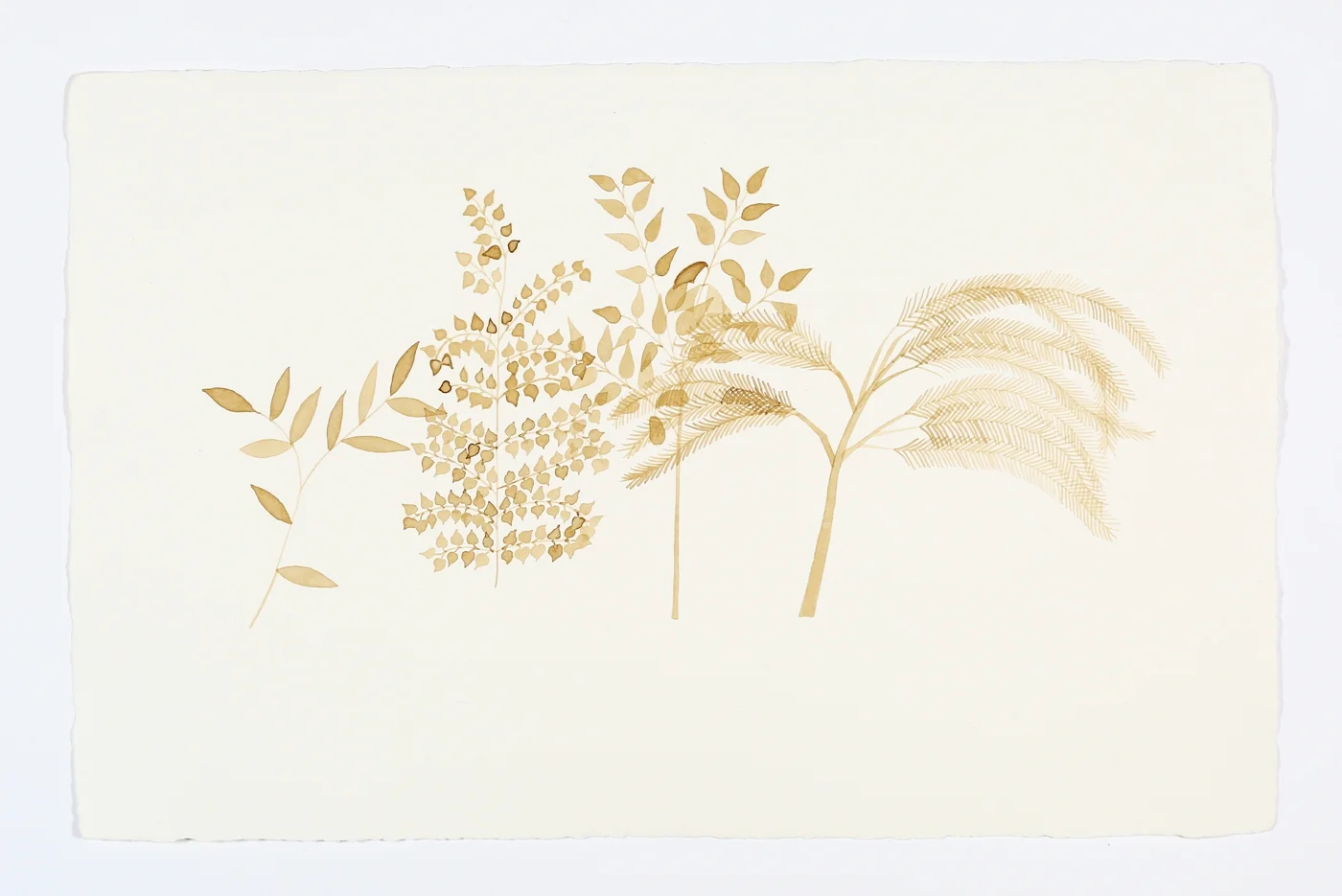 Foliage. 2013. Ink on Paper. 11" x 17"
