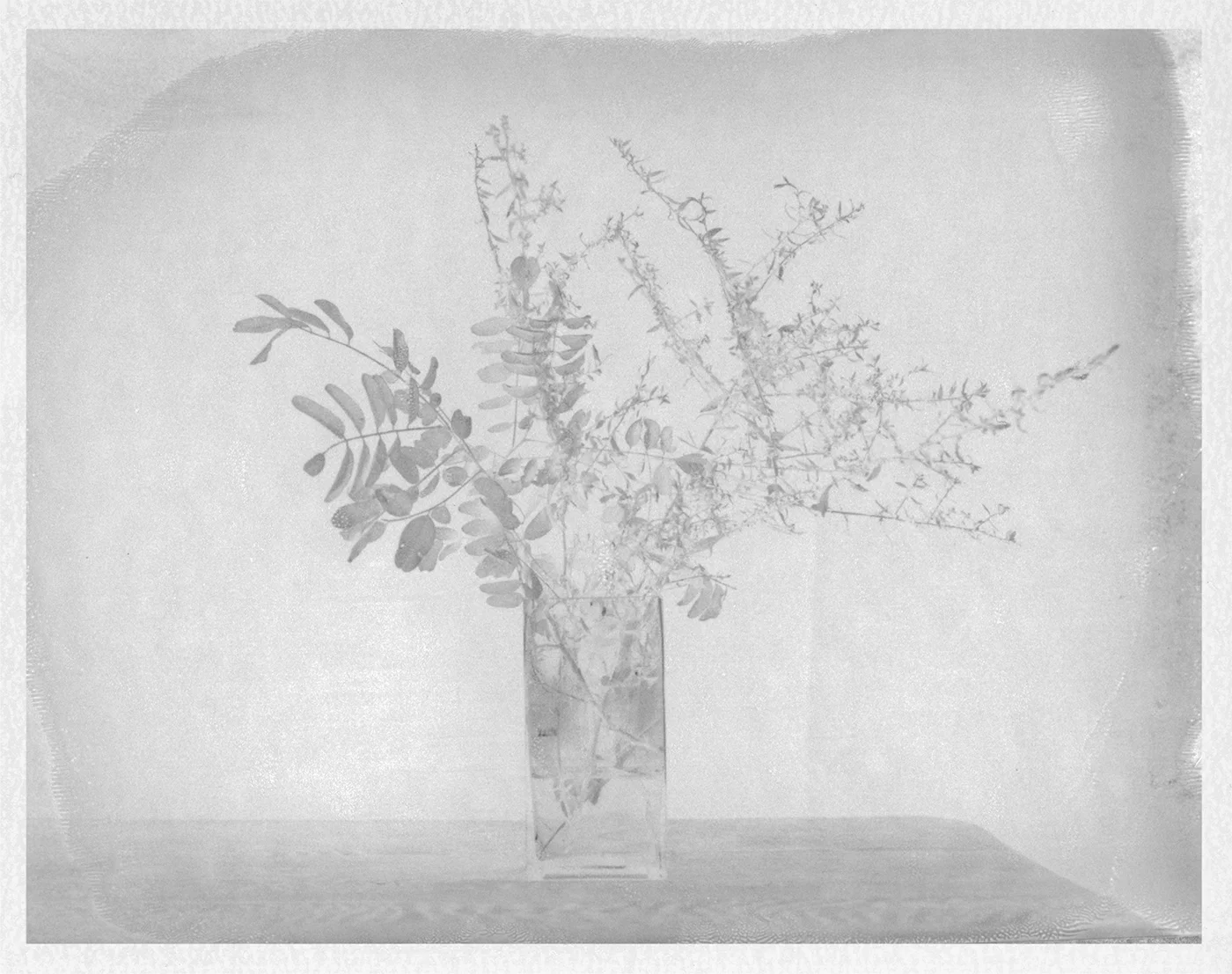 Still life with Forsythia. 2016. Archival Pigment Print. 7" x 9"