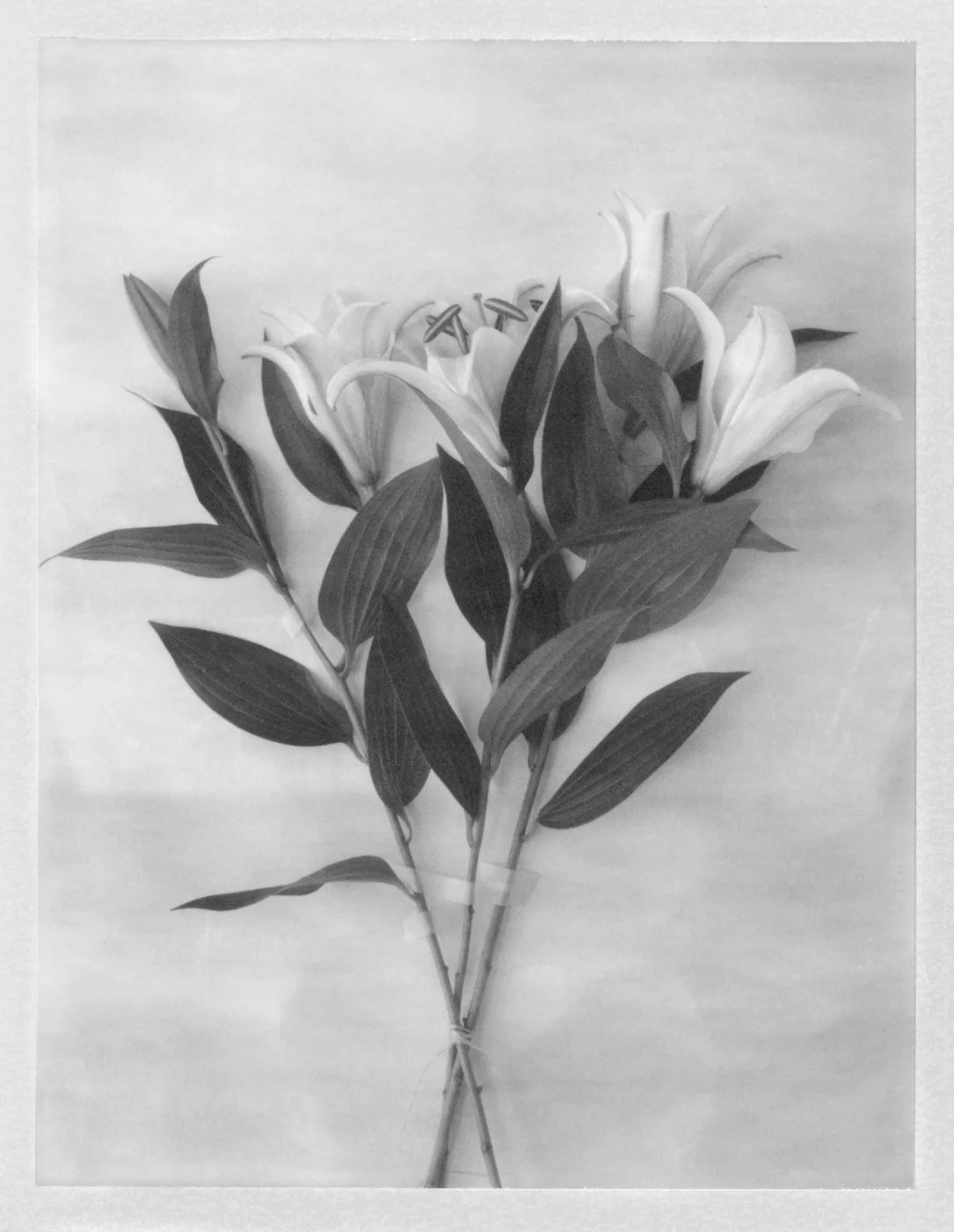 Lillies. 2017. Archival Pigment Print. 9" x 7"