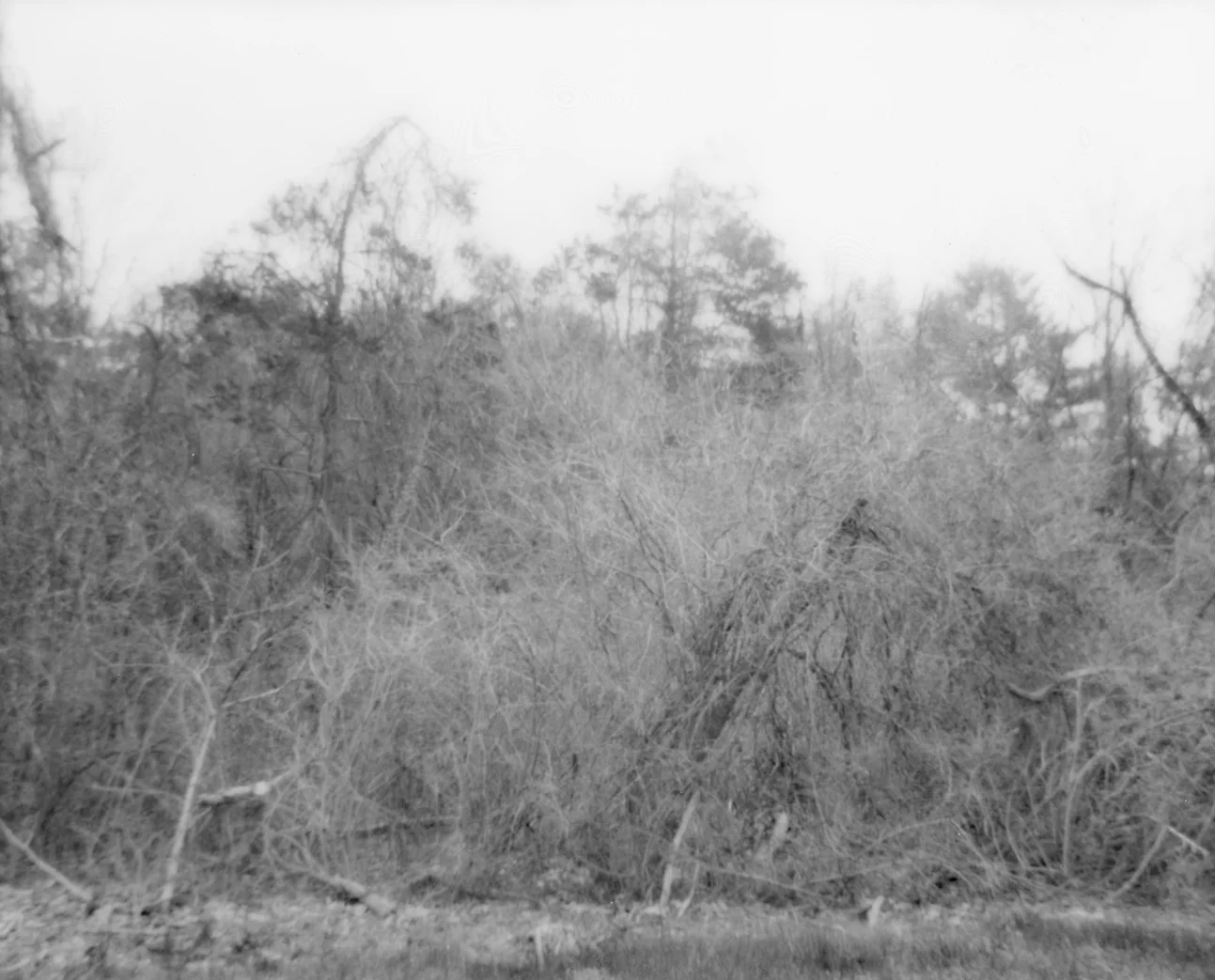 Archival Pigment Print, 6x8" - 2018
