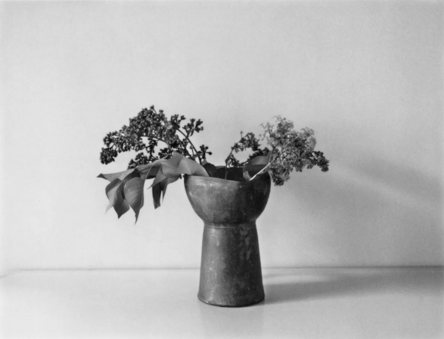 Lilacs for John Ashbury