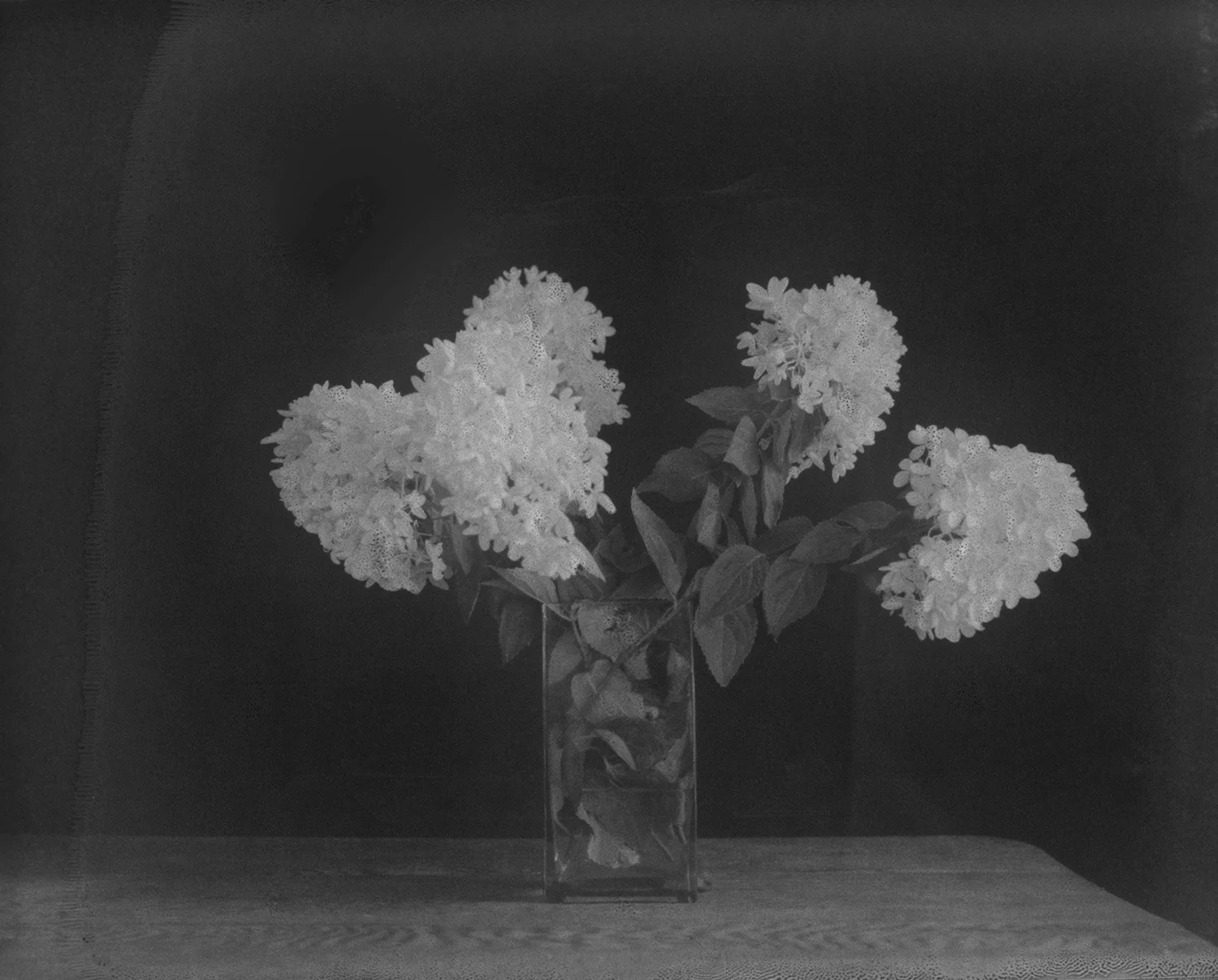 Hydrangeas
