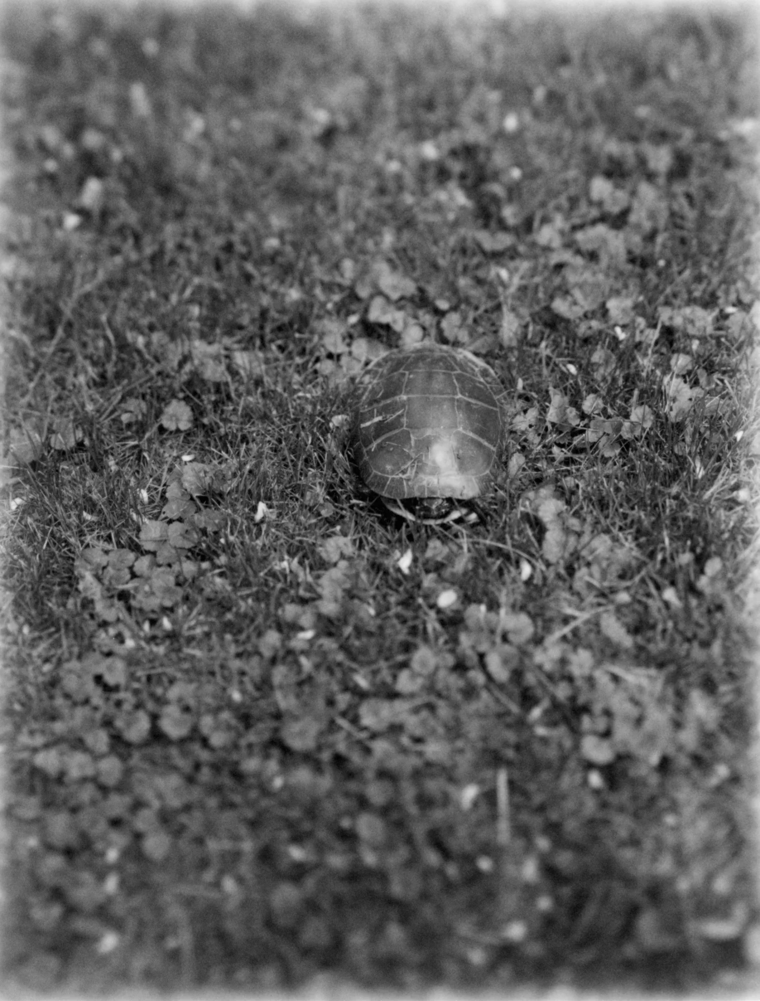 Turtle in the Grass