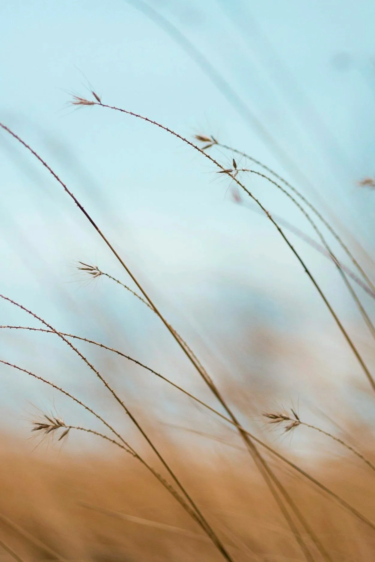 Close-up of tall, thin grass stems with seed heads, against a soft, gradient background transitioning from light blue at the top to warm beige at the bottom.