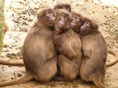 babboon huddle.jpg