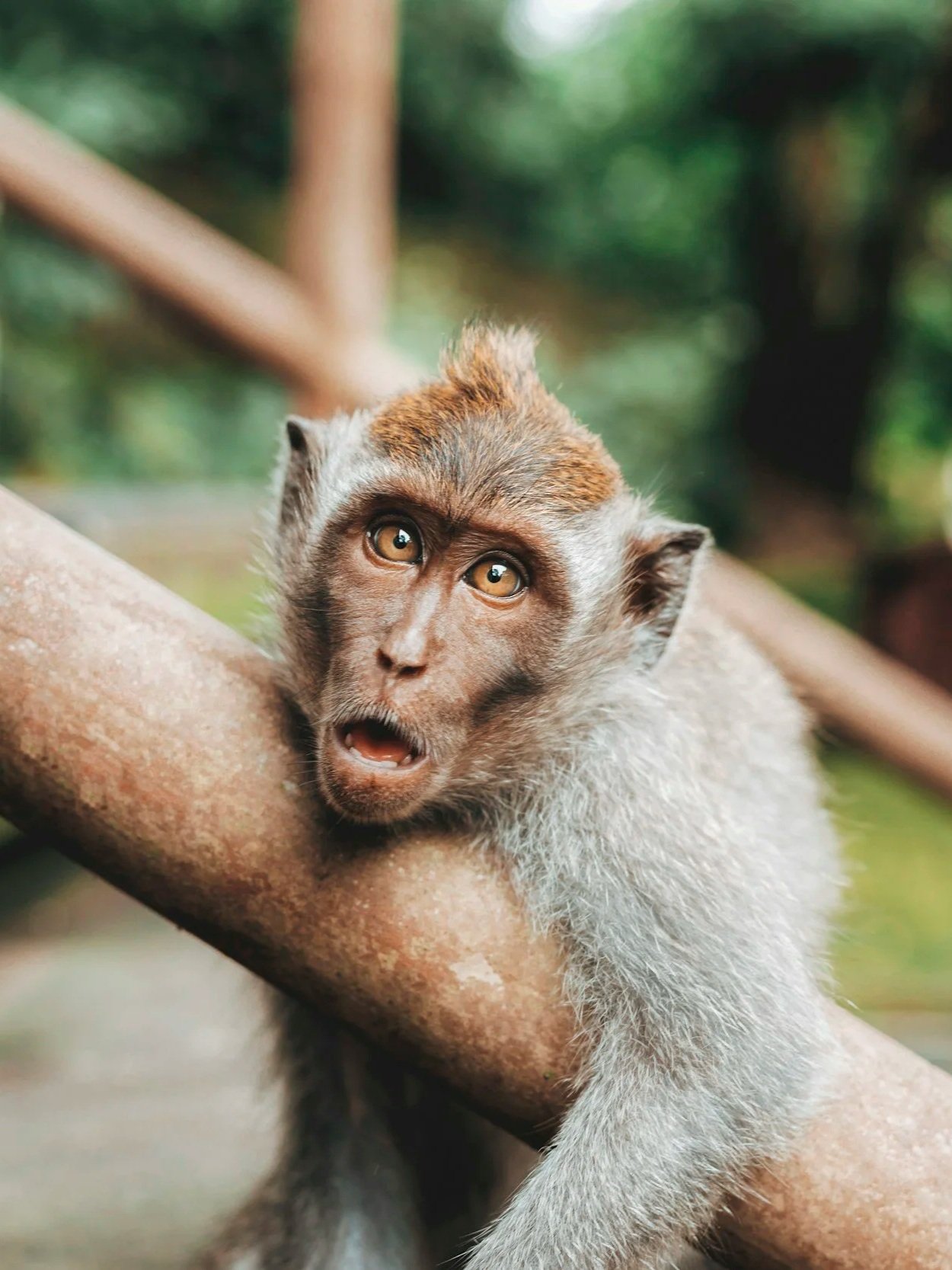 A monkey with expressive eyes and an open mouth, perched on a tree branch, with a blurred green forest background.