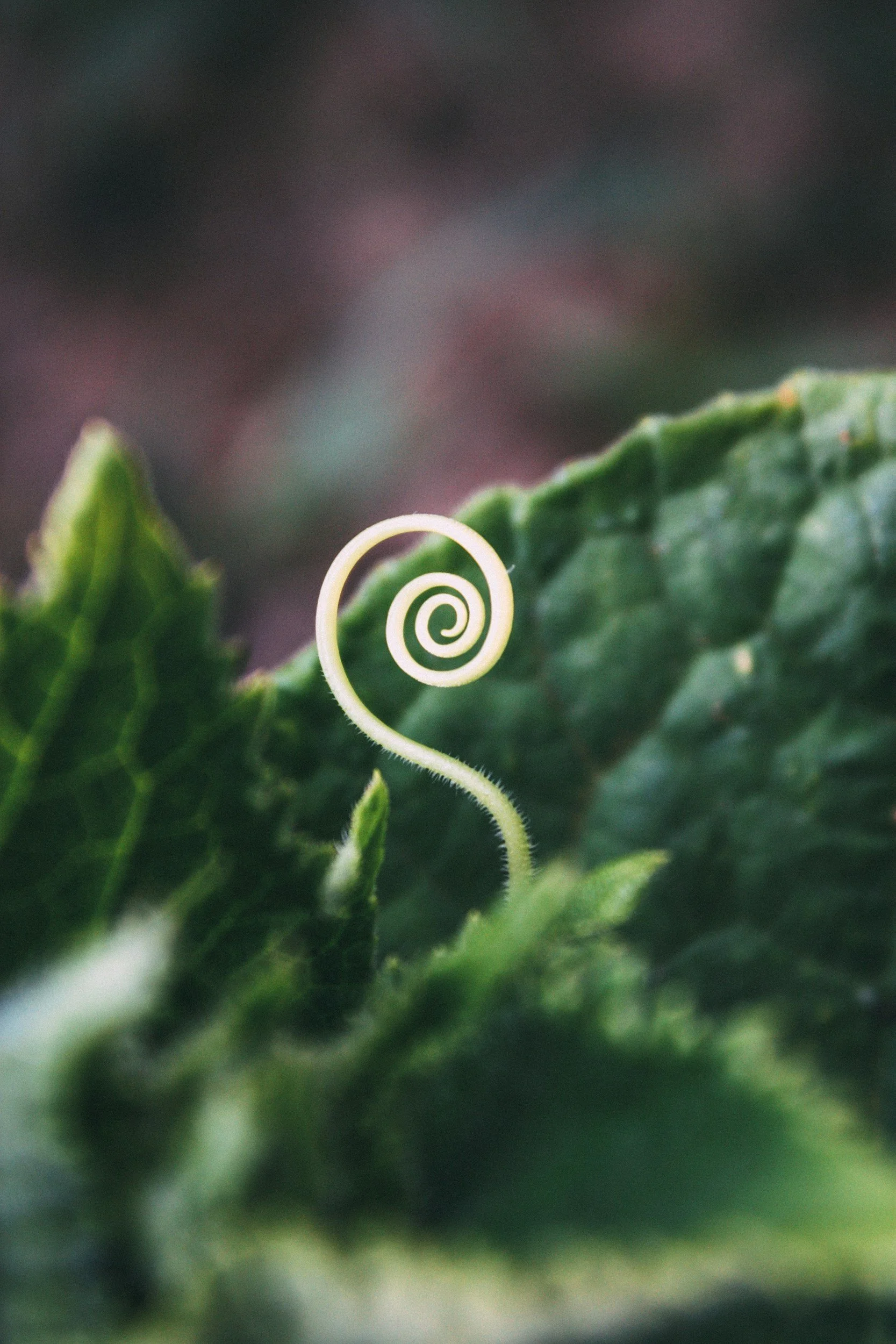 Close-up of a green plant with a thin, curled tendril.