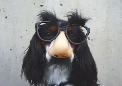A black, white and brown dog with long ears wearing novelty glasses with giant fake eyebrows and a fake nose