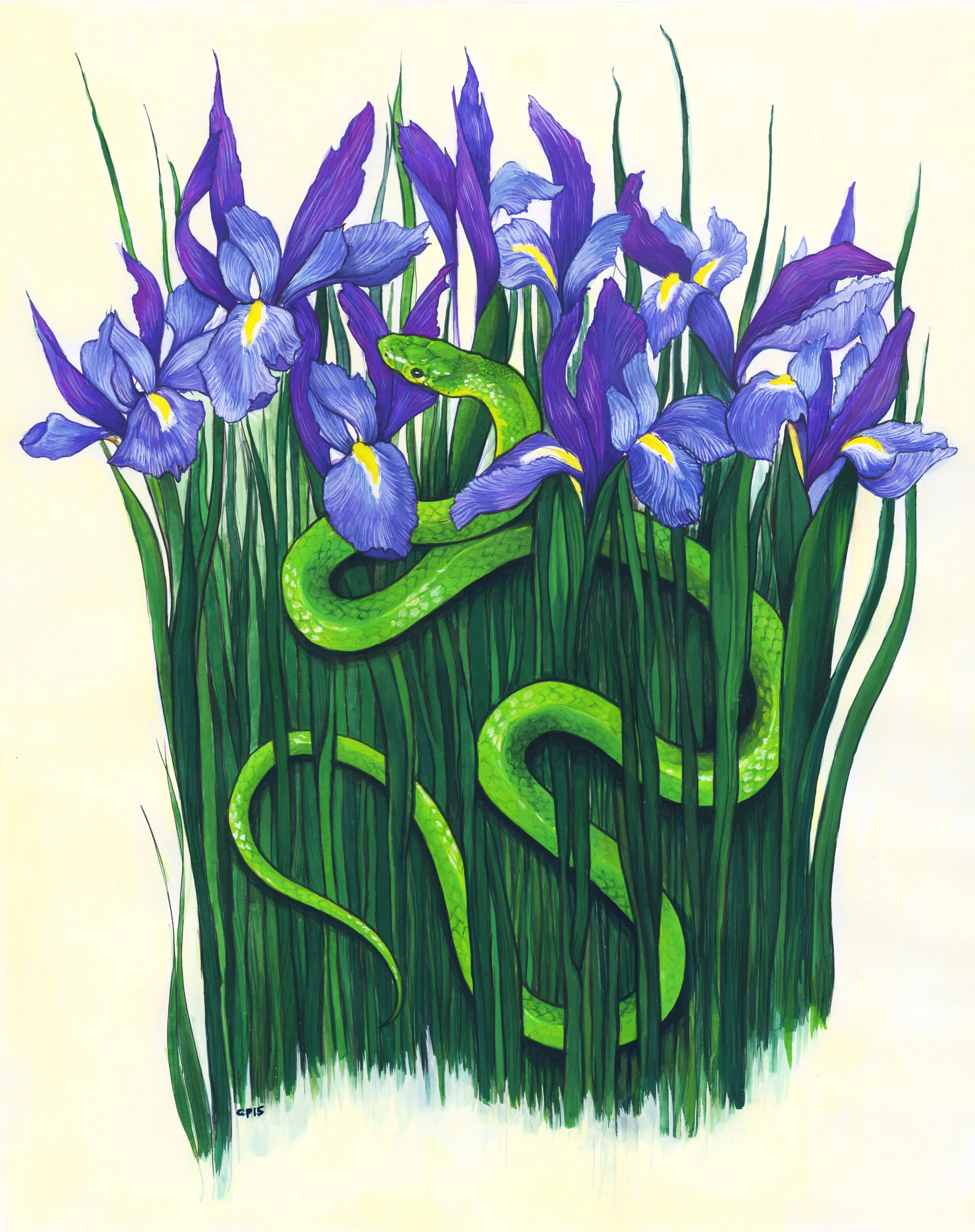 Irises. Gouache and ink on paper