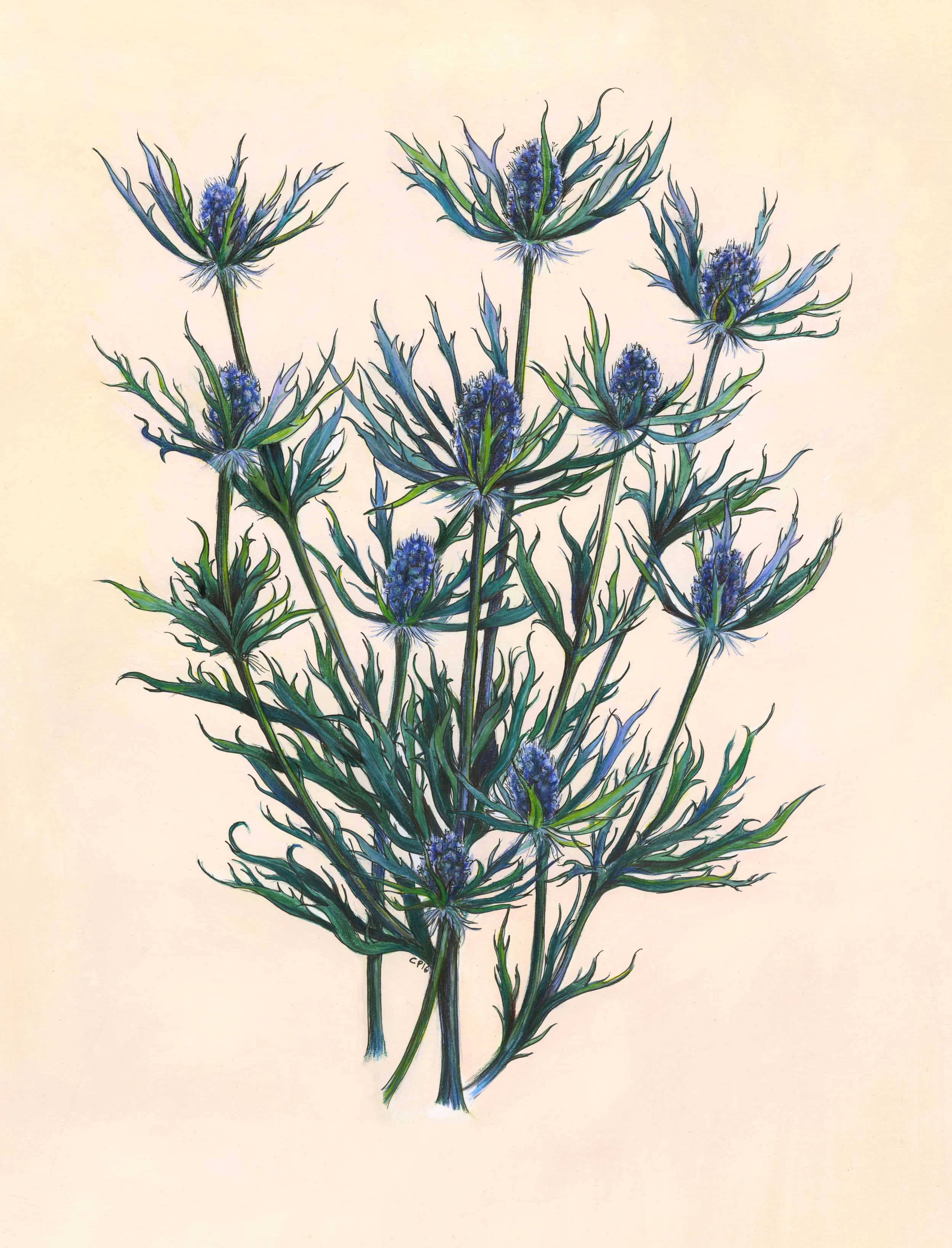 Thistles. Gouache, ink and colored pencil on paper.