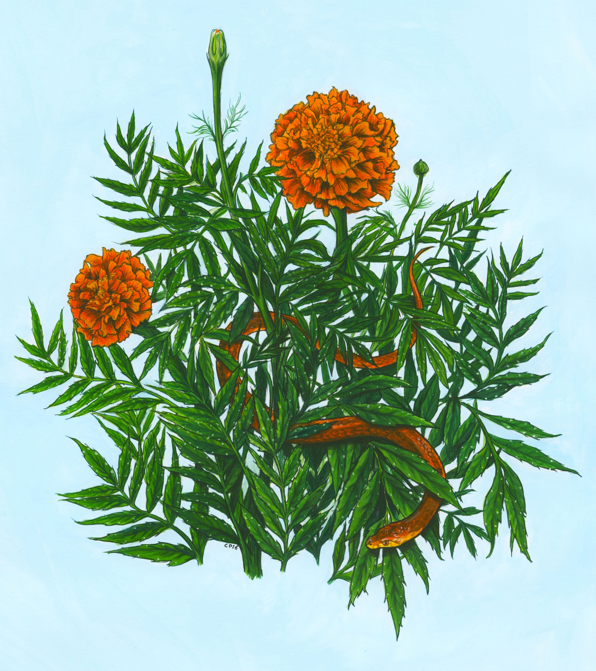 Marigolds. Gouache and ink on paper