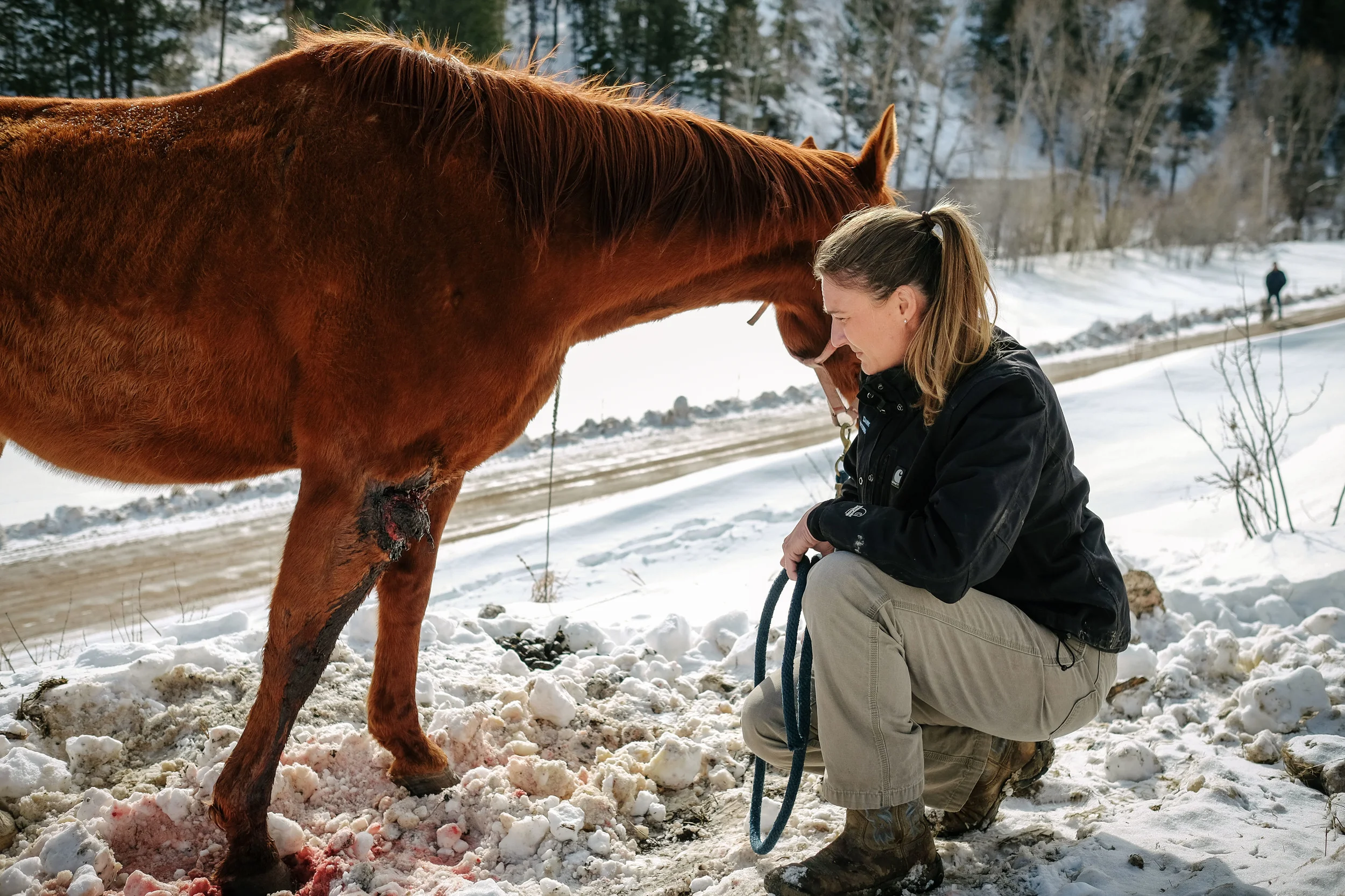 Dr. Hoke examines an injured horse along the side of a rural road.