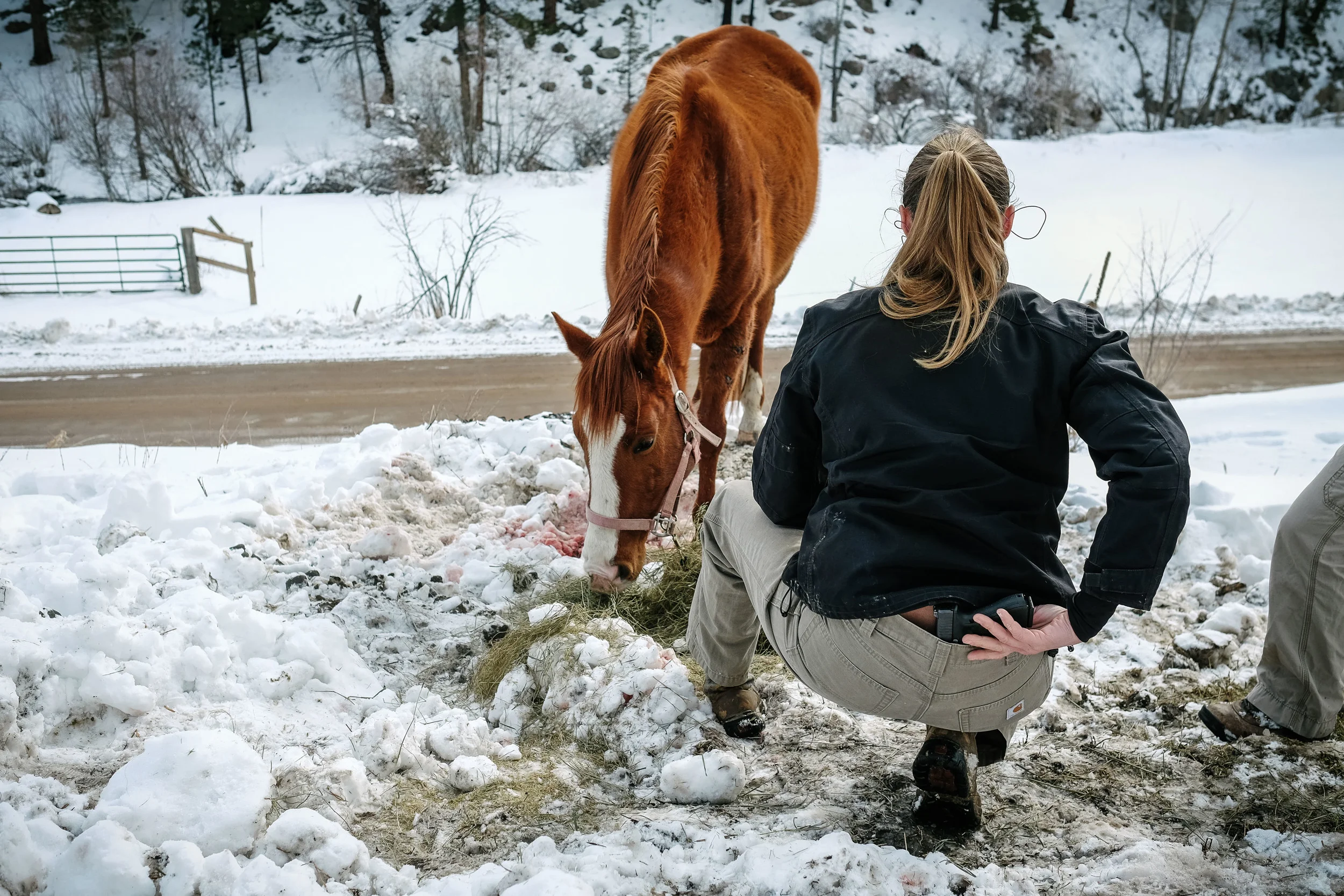 Dr. Hoke prepares to put down a badly injured horse with a hand gun. "I do believe, if done right, that is is a humane way of ending an animal's suffering."
