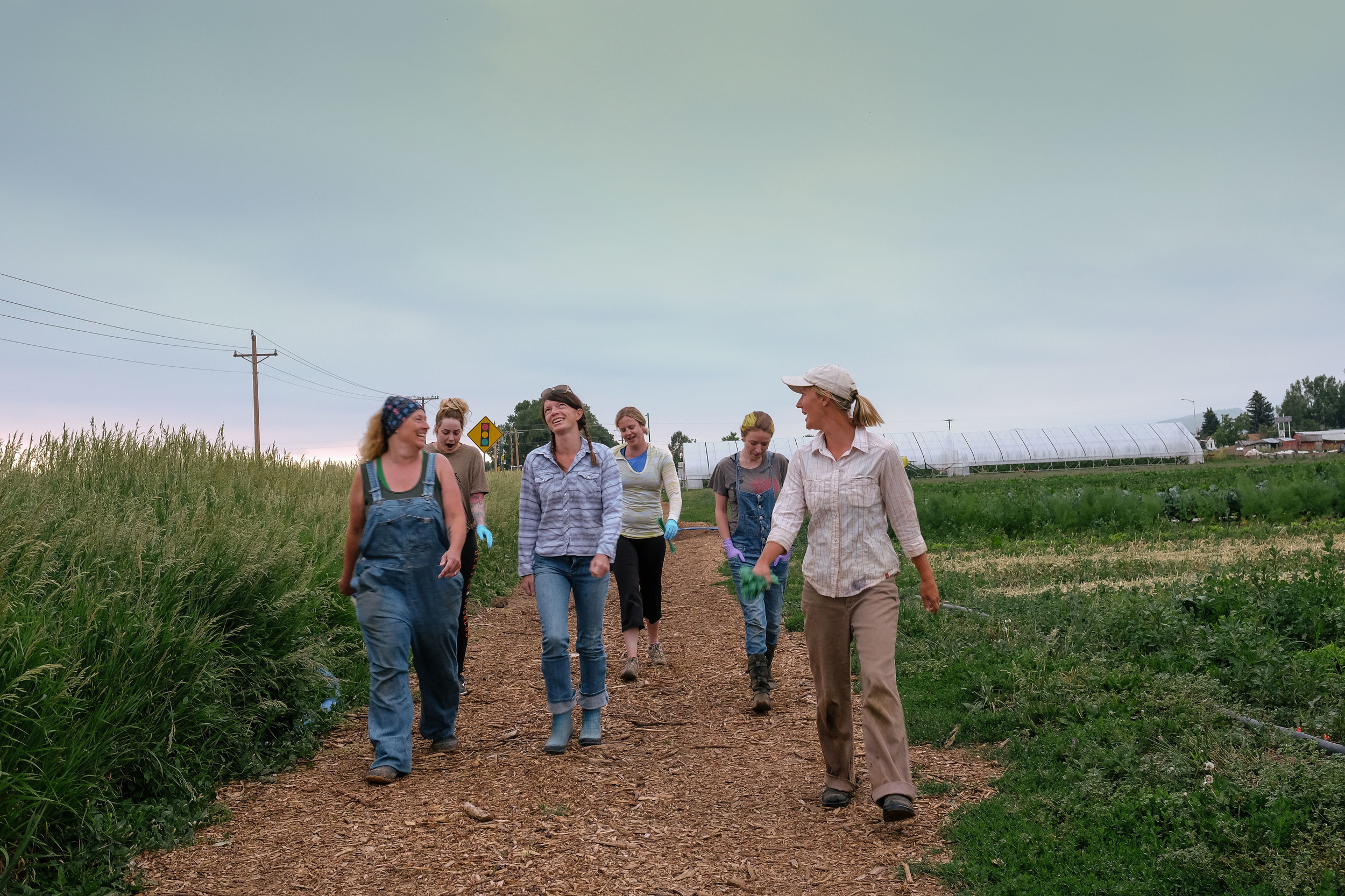 Katie Slota and the morning harvest crew, mostly CSA members, hit the fields just after 6:00 a.m.