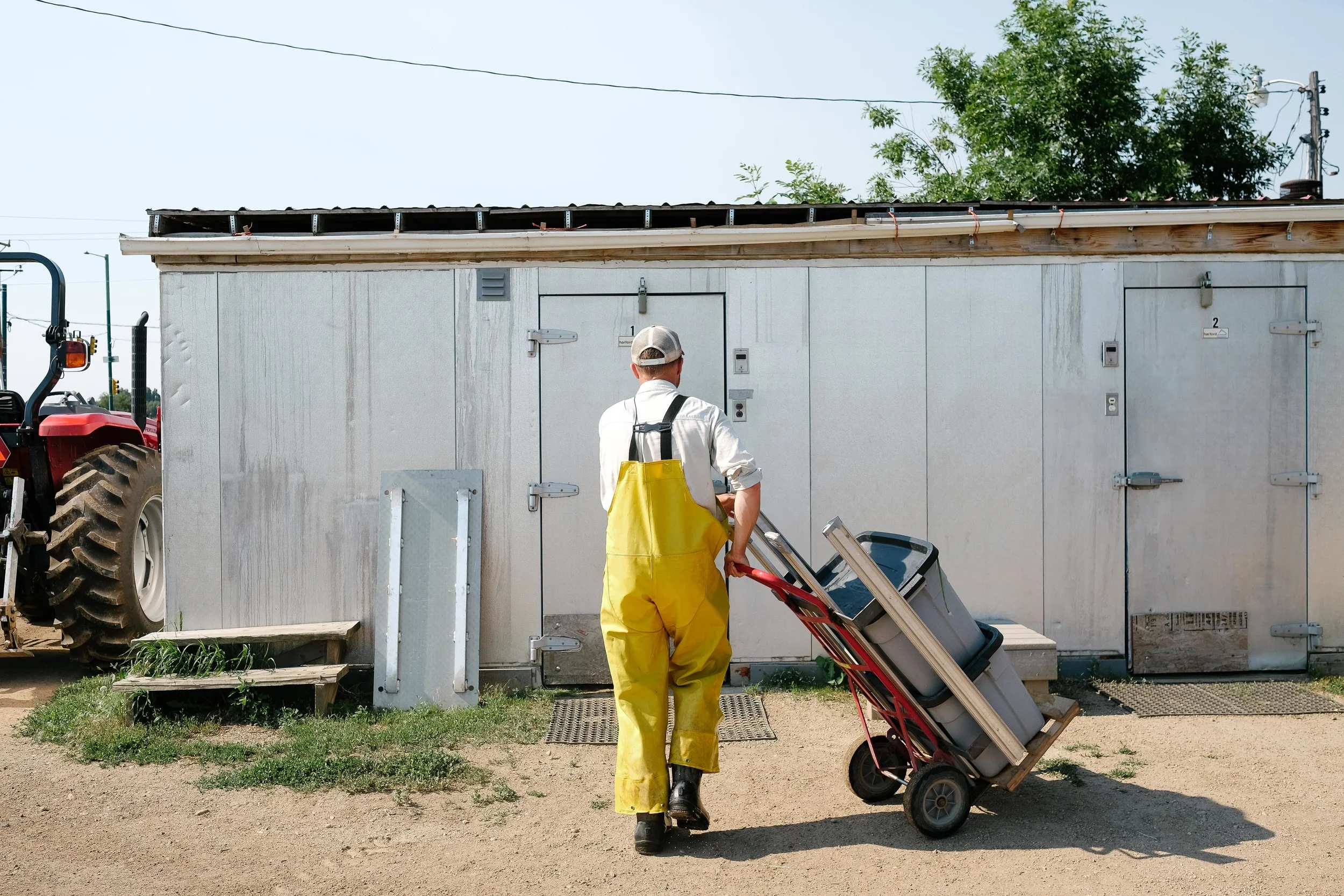 All of the farm's vegetables are stored in walk-in refrigerators after being trimmed and washed.