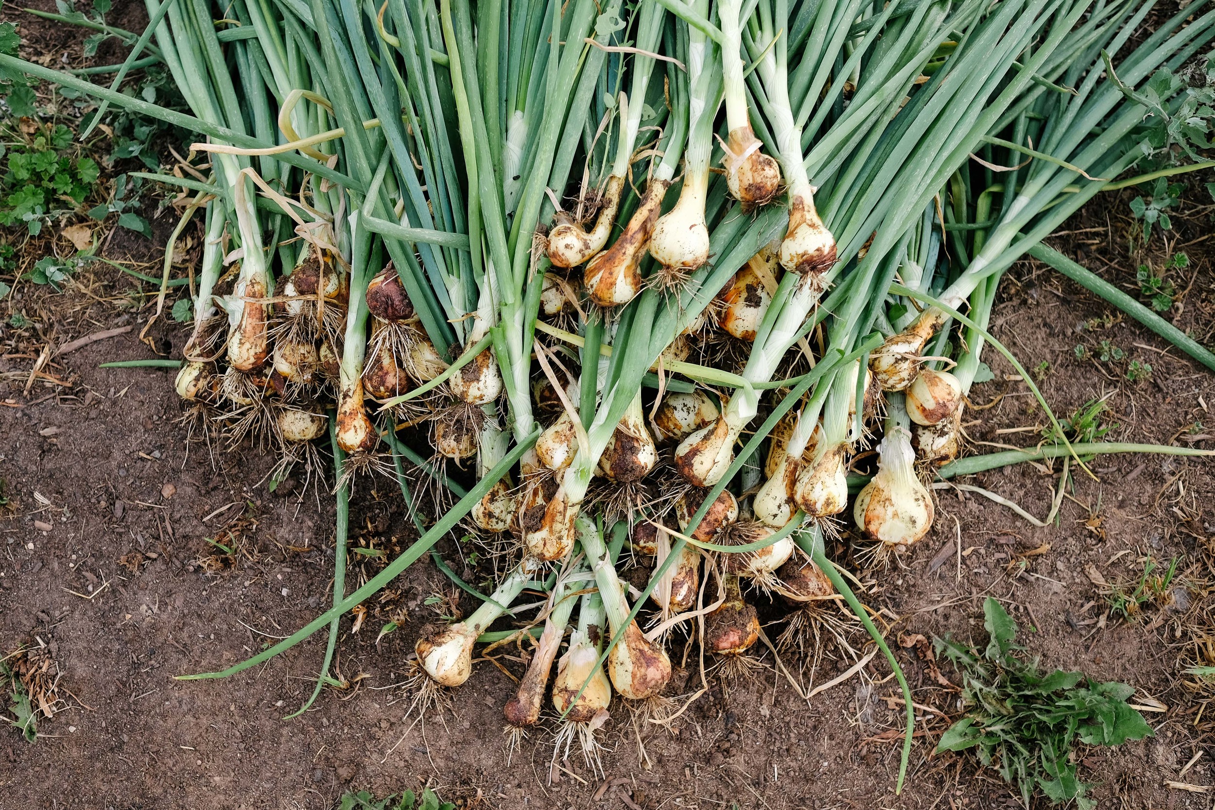 Freshly harvested grilling onions.