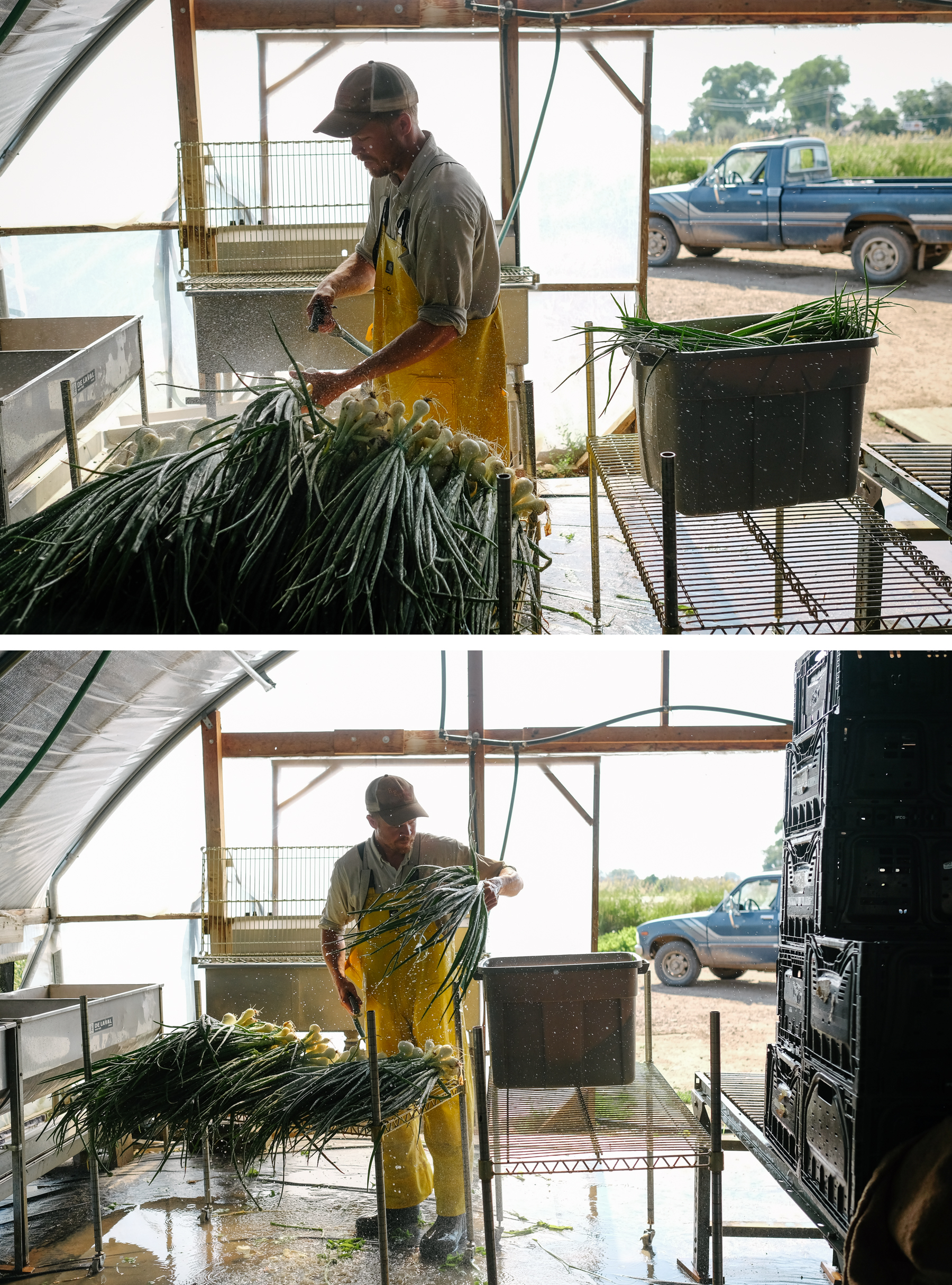 Nic Koontz washes and packs grilling onions inside Native Hill Farm's hoop house.
