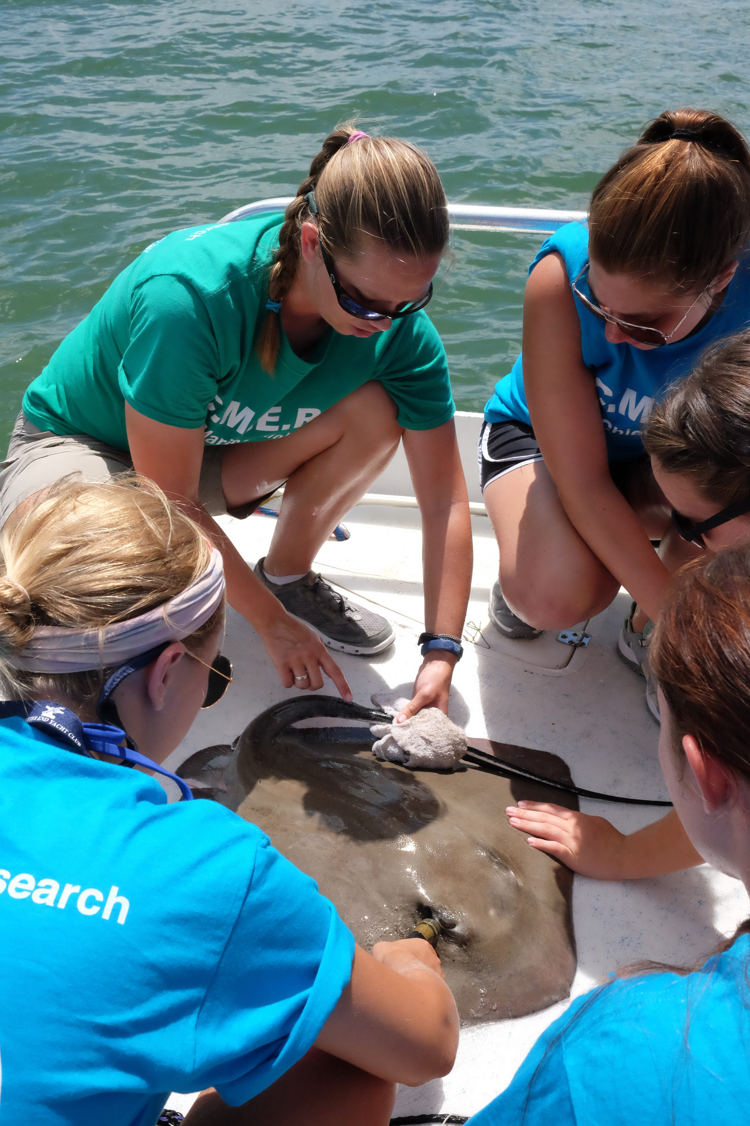 Moriah Moore points out the venomous barb atop this southern stingray's tail.