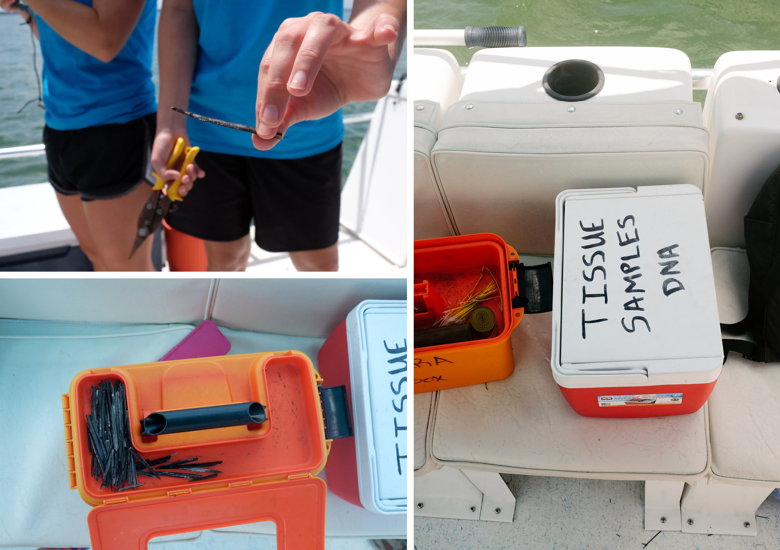 The venomous barb is snipped off a southern stingray so that CMERA students can study the animal without risking injury. Every carefully clipped barb is saved, along with small DNA samples from each specimen.