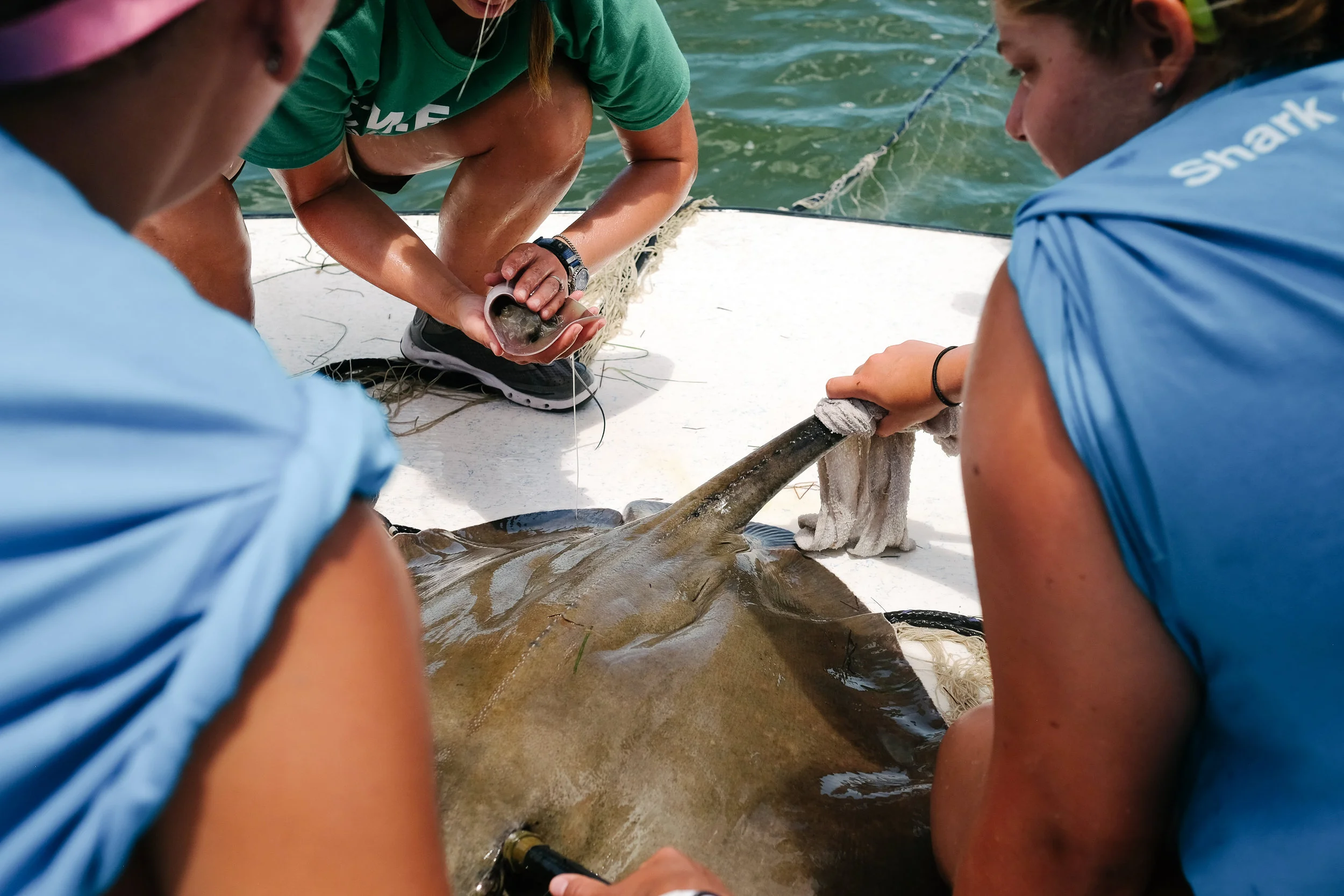 The southern stingray gives birth to three babies shortly after being caught. The babies, which are fully developed and self-sufficient as soon as they are born, are measured before being released back into the wild along with their mother.