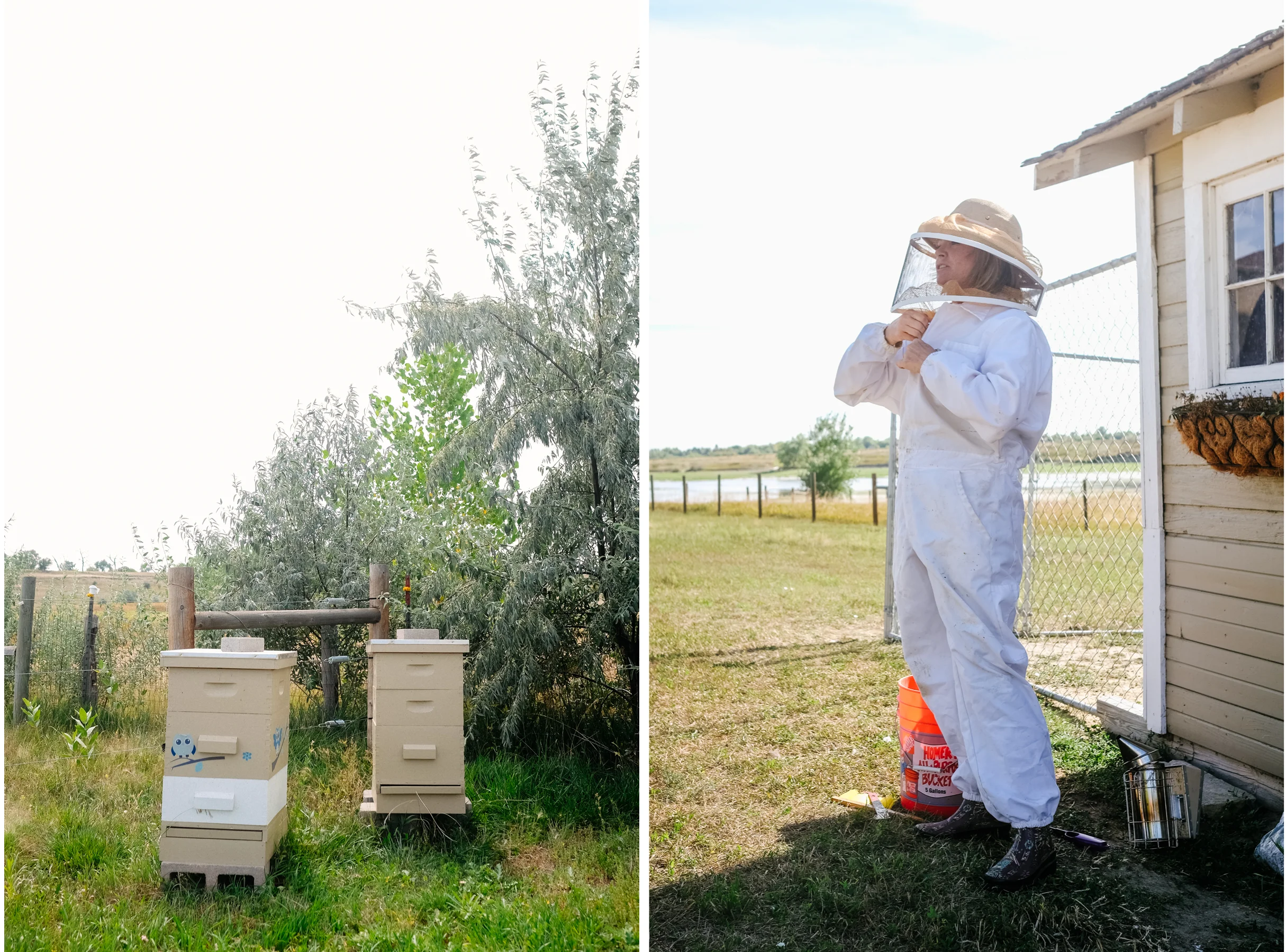 Bees-0.jpg