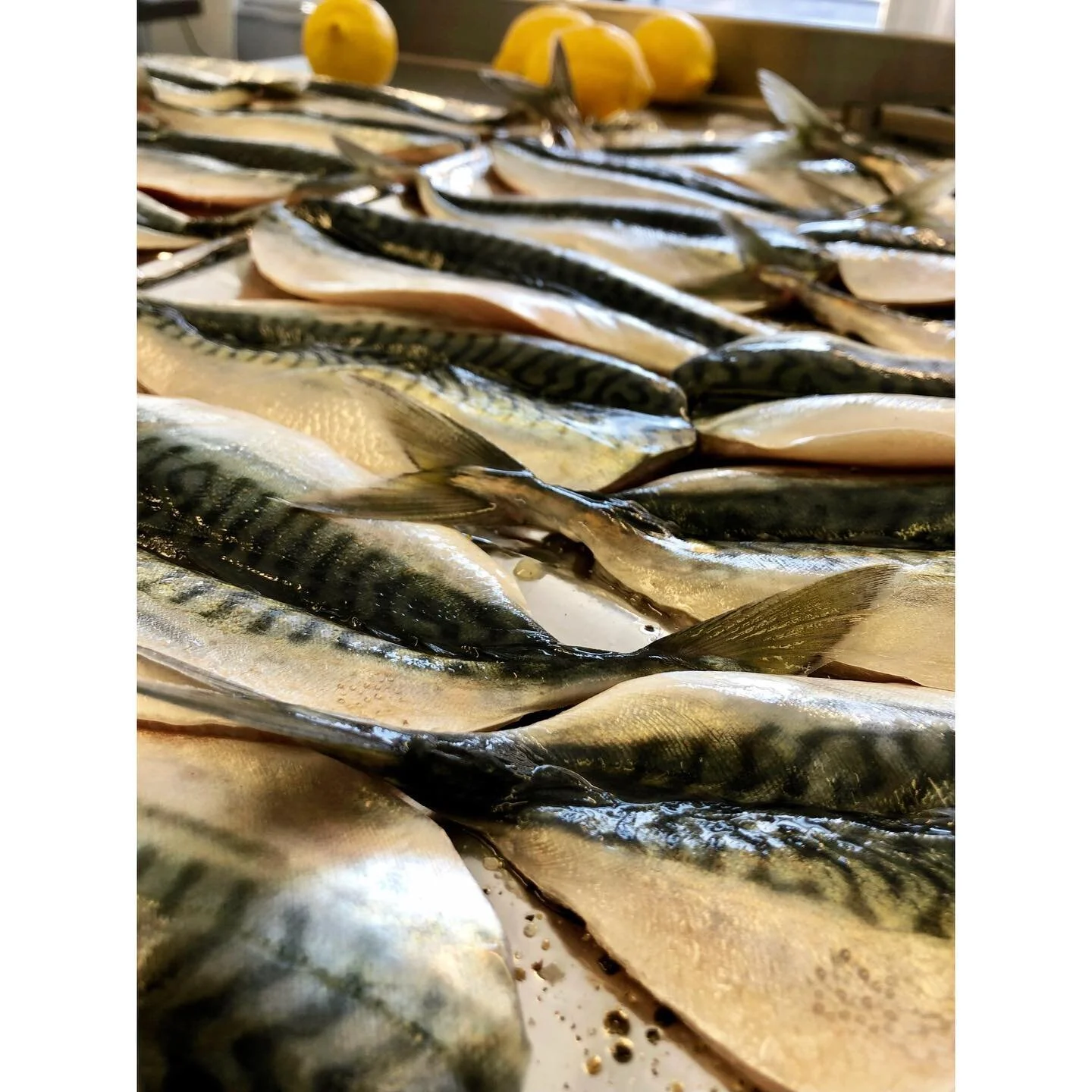 Mackerel from @flyingfish525