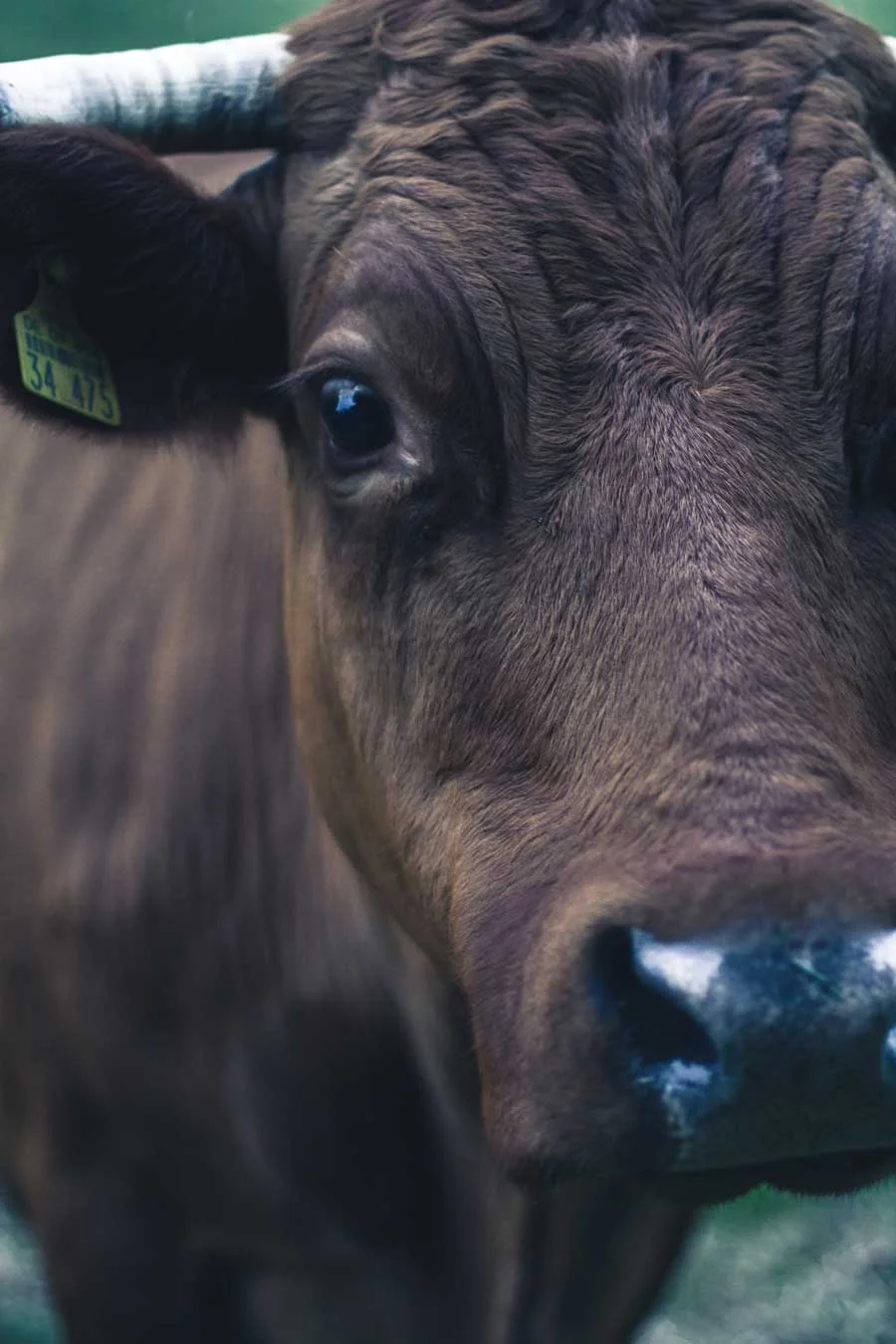 contact-cow.jpg