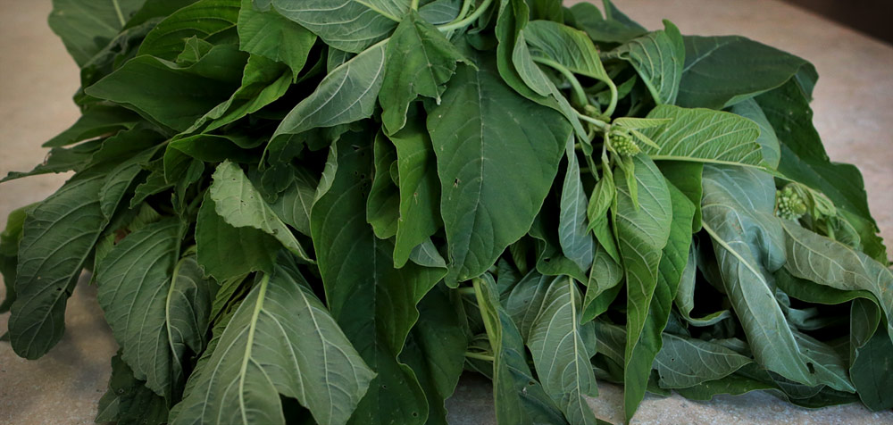 Amaranth leaves
