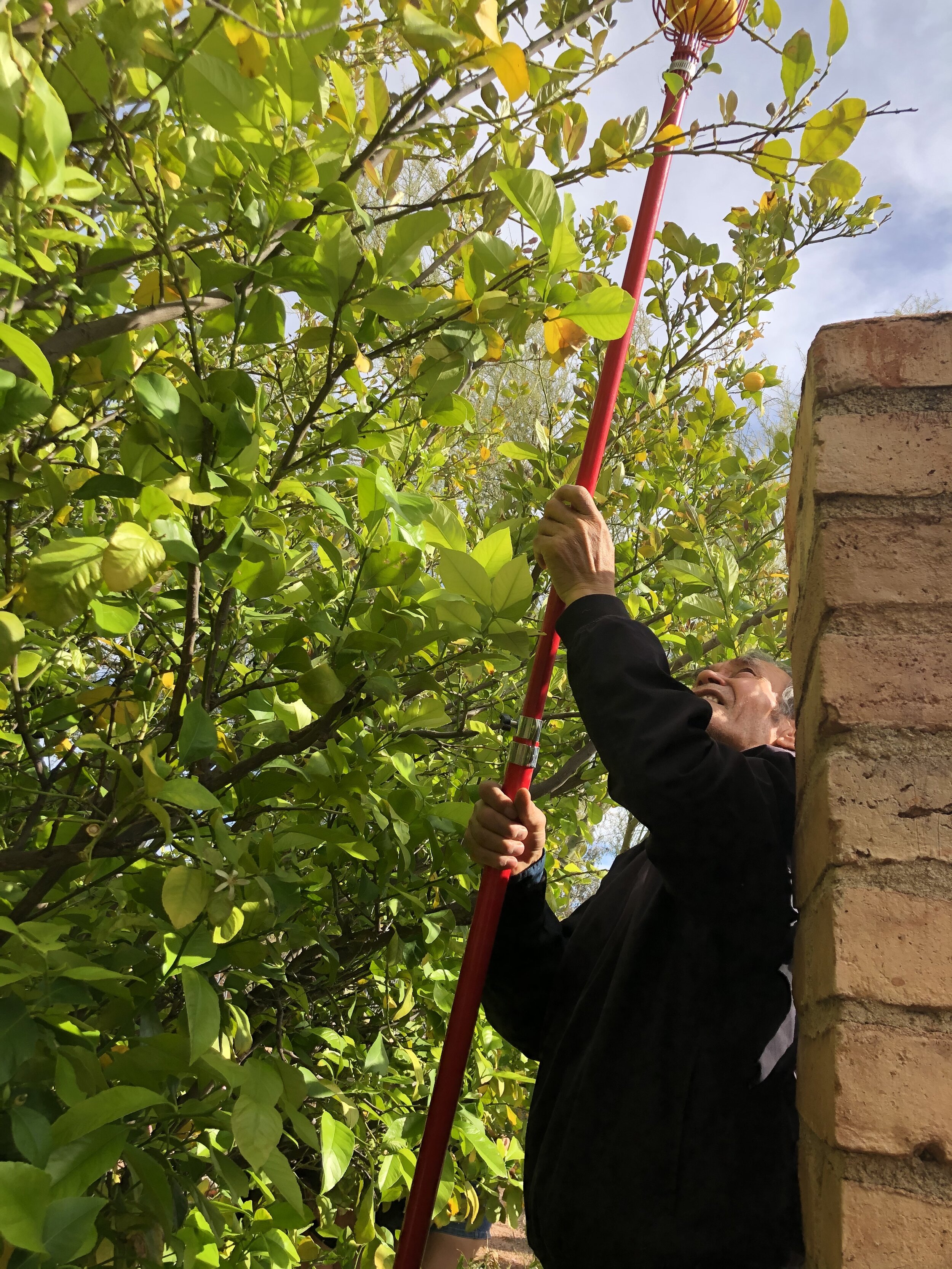 bostan ali picking lemons 2020.jpeg