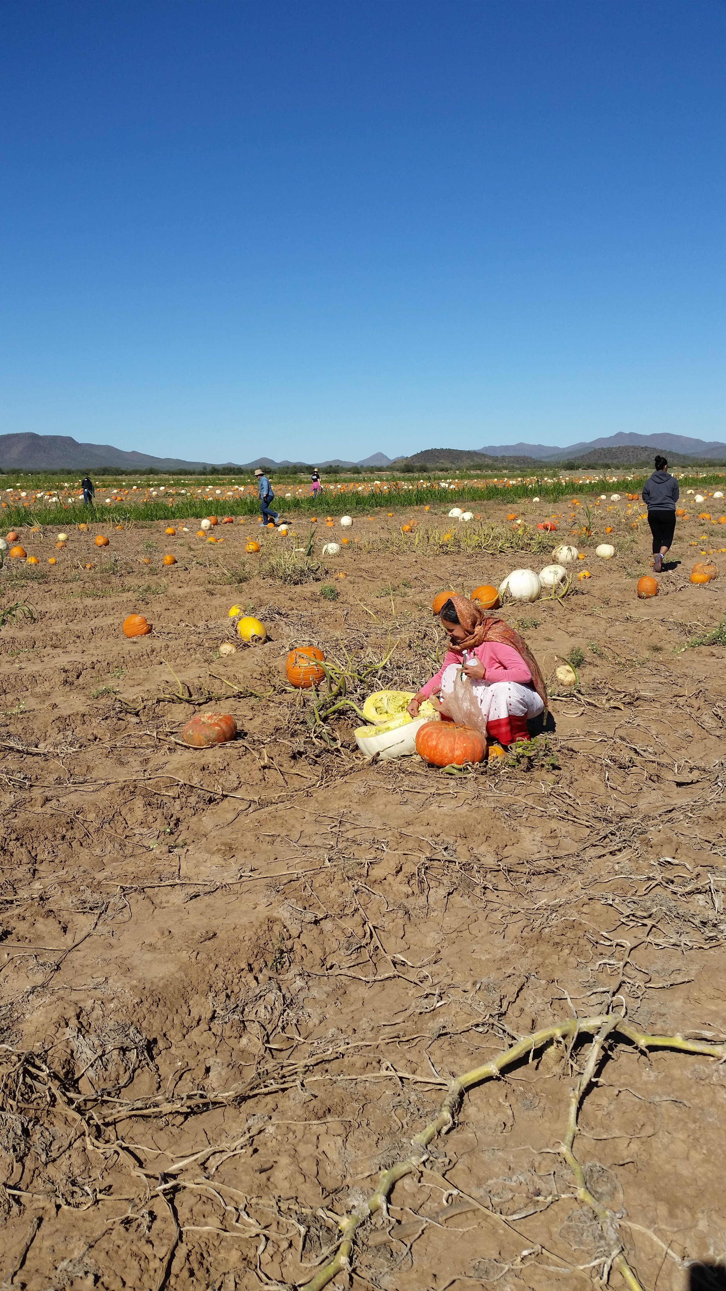 BlueSkyPumpkinPatch.jpg