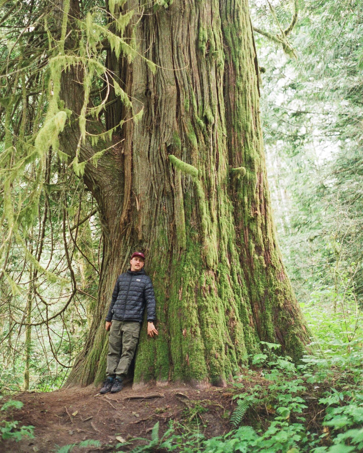 Spending time amongst big trees feels like a spiritual experience. It is a great privilege to be able to witness these giants, especially as the last remaining old-growth continue to be heavily logged. This is one of the dozen or so old-growth red ce