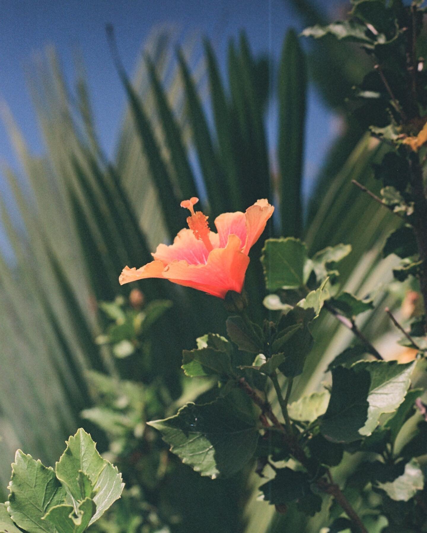 The flowers of Mexico are the most vibrant I&rsquo;ve ever seen! 🌺 🌺🌺🌺#mexico #lightleak #35mm #hibiscus #kodak #pentax #shootfilm