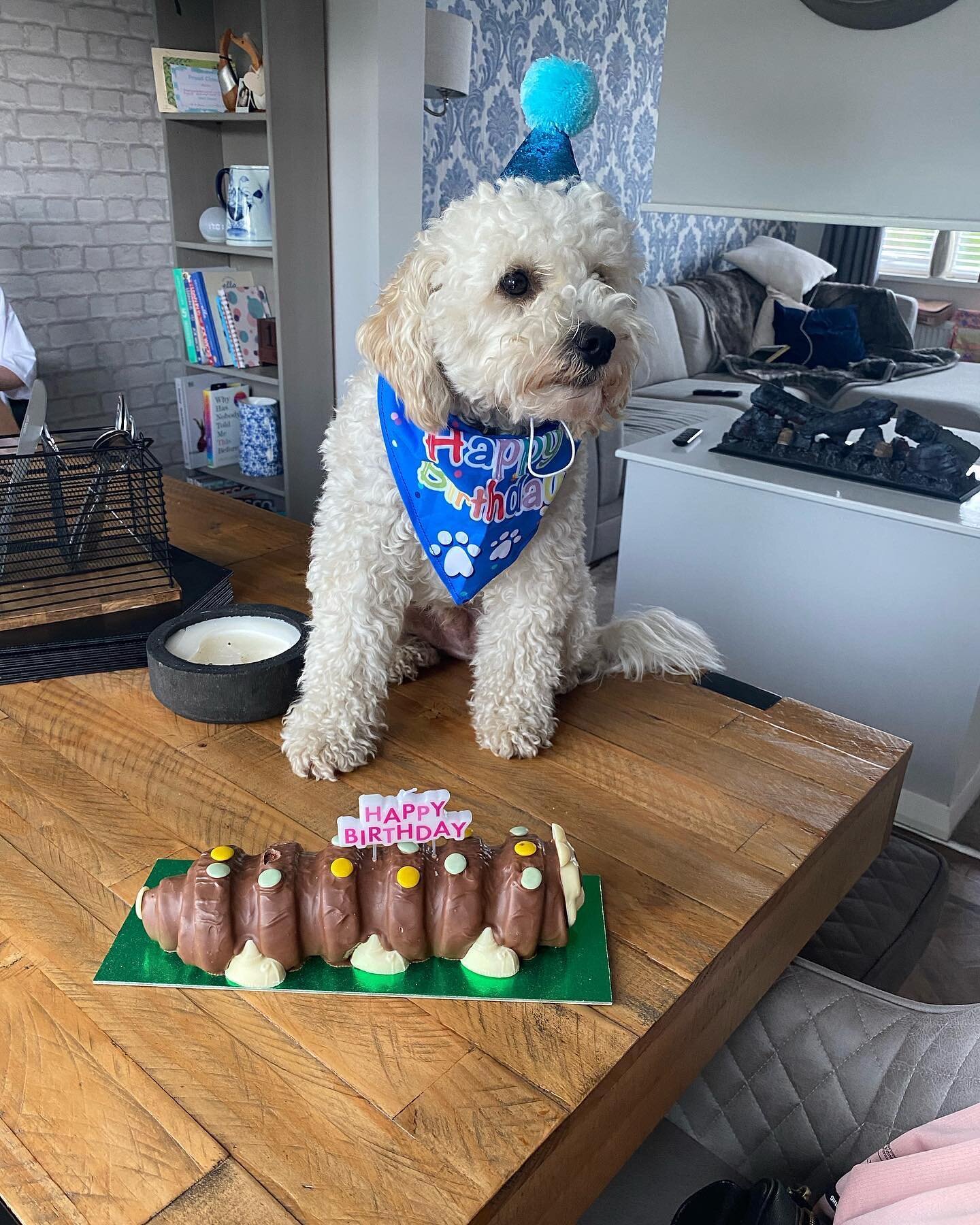 Happy 2nd Birthday to our youngest team member. 

#winstanleysremovals #removalsandstorage #cavapoo #cavapoochon #dogslife #happybirthday #itsmybirthday #dogsbirthday #dogsarefamily