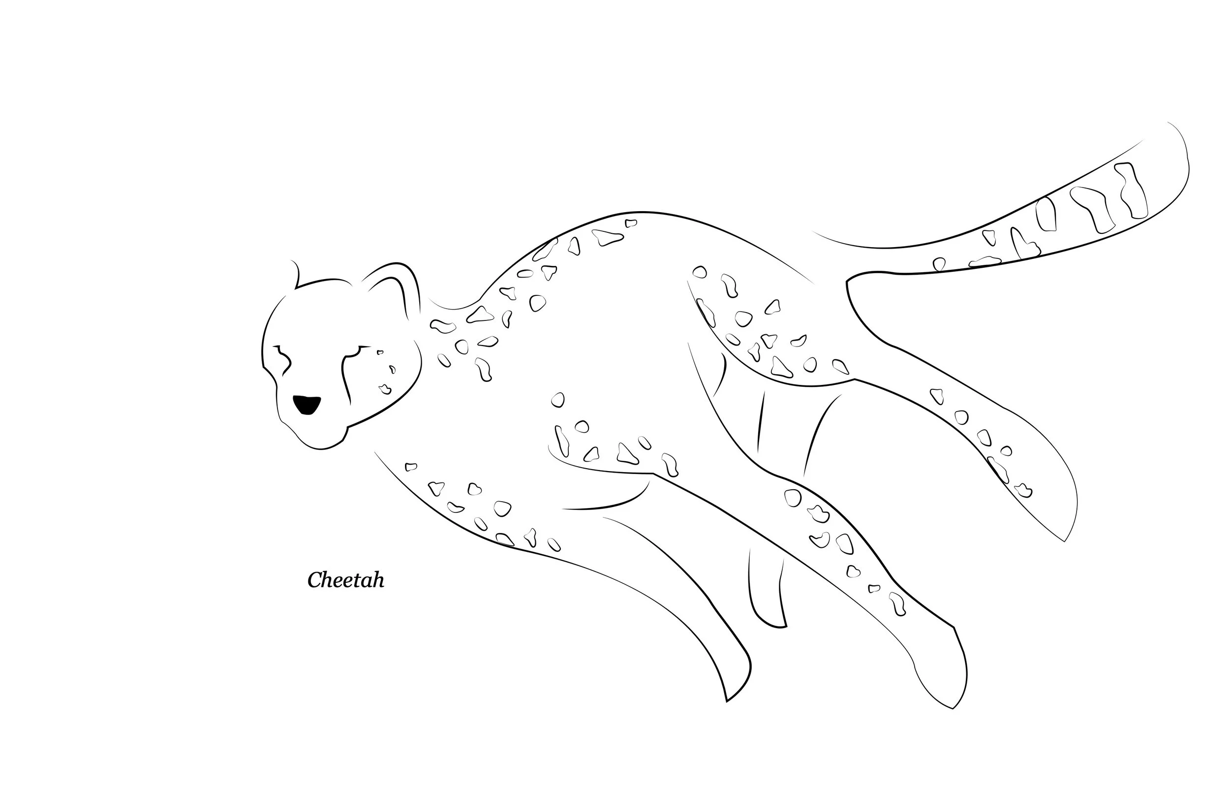 poster cheetah 2.jpg