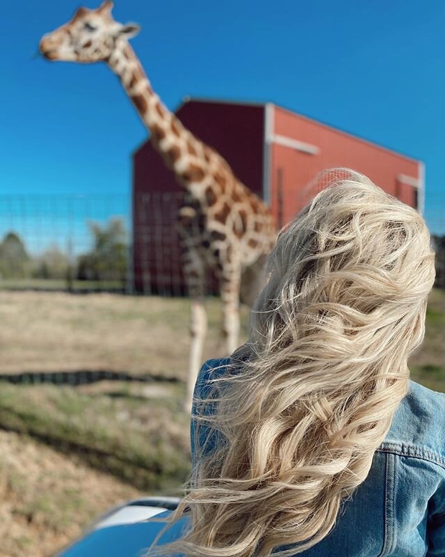 we had ourselves a little safari adventure todayy 🦒