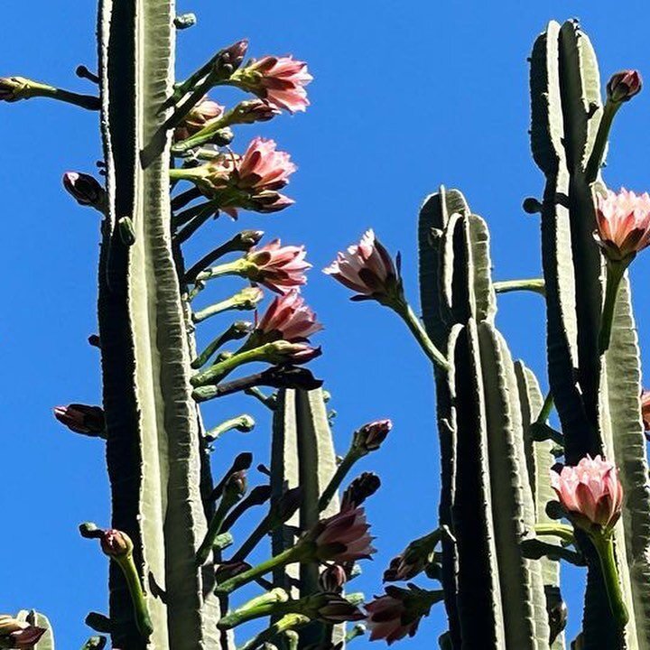 como s&atilde;o lindas lindas e exuberantes as flores do mandacaru do sudeste! 💖🌺

sim, existe um tipo de mandacaru nativo do sudeste! esse Brasil &eacute; diverso demais 🌵🌵🌵

obrigada @cerradoinfinito por compartilhar essas bonitezas conosco ☀️