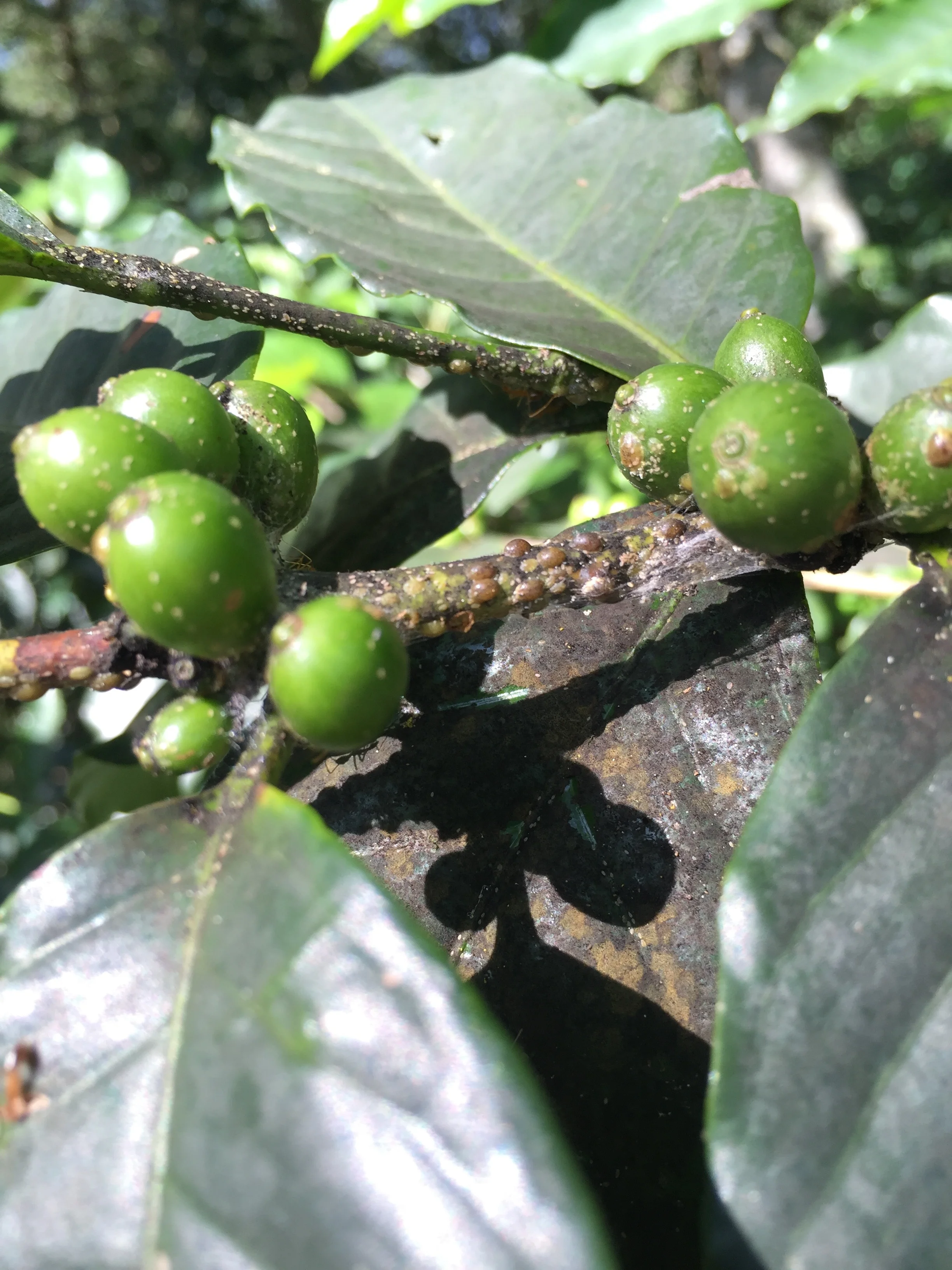 Coccus Viridis -Green Coffee Scale Disease