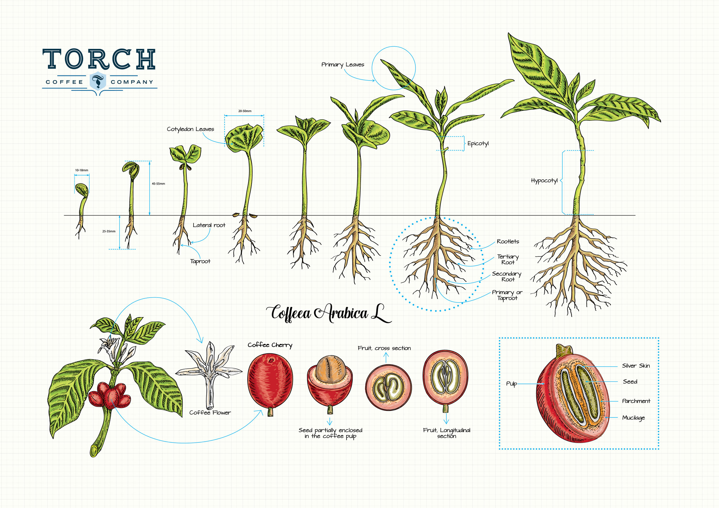 Resources-Torch Coffee Labs