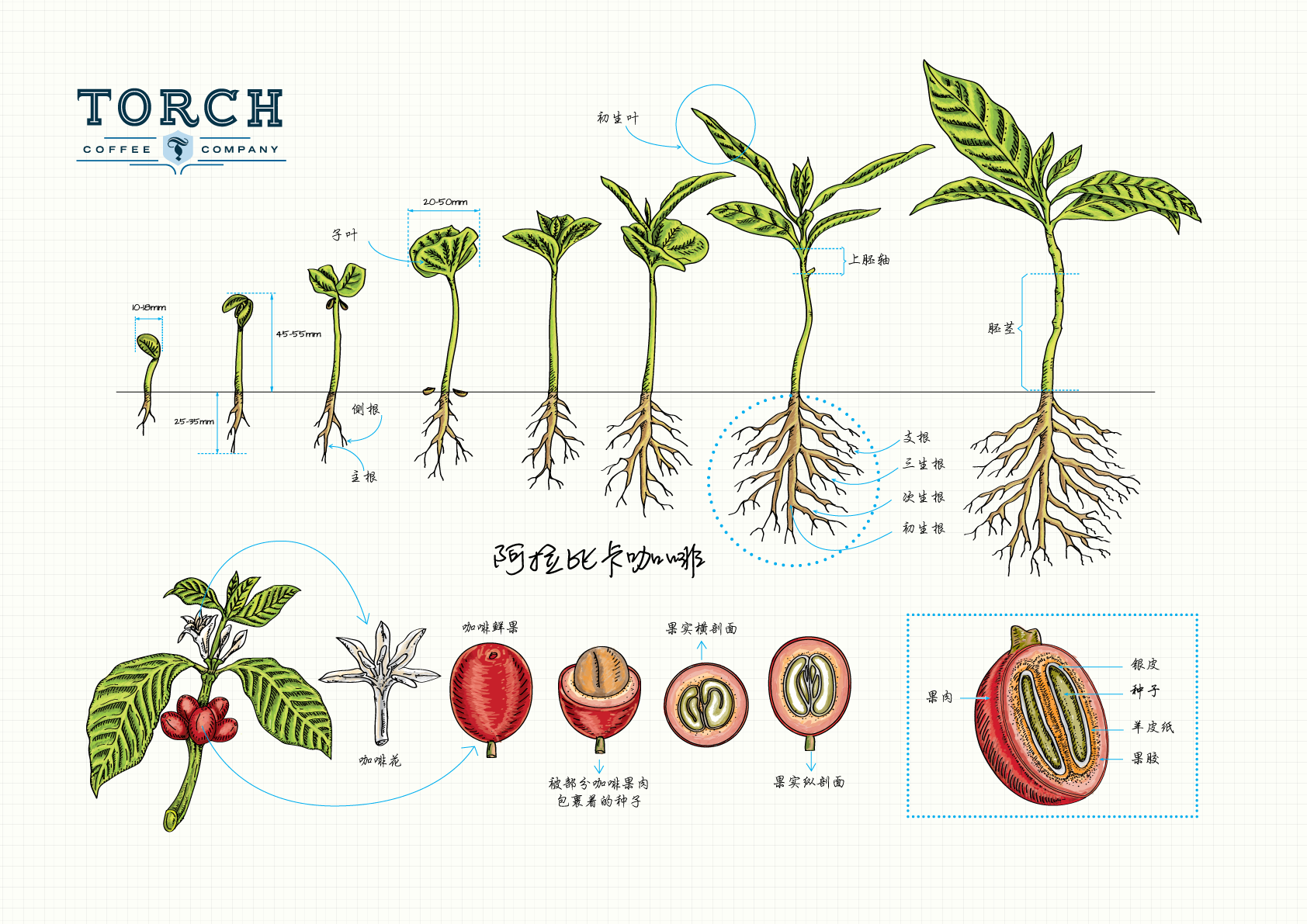 Coffee_Plant_FAOL.png