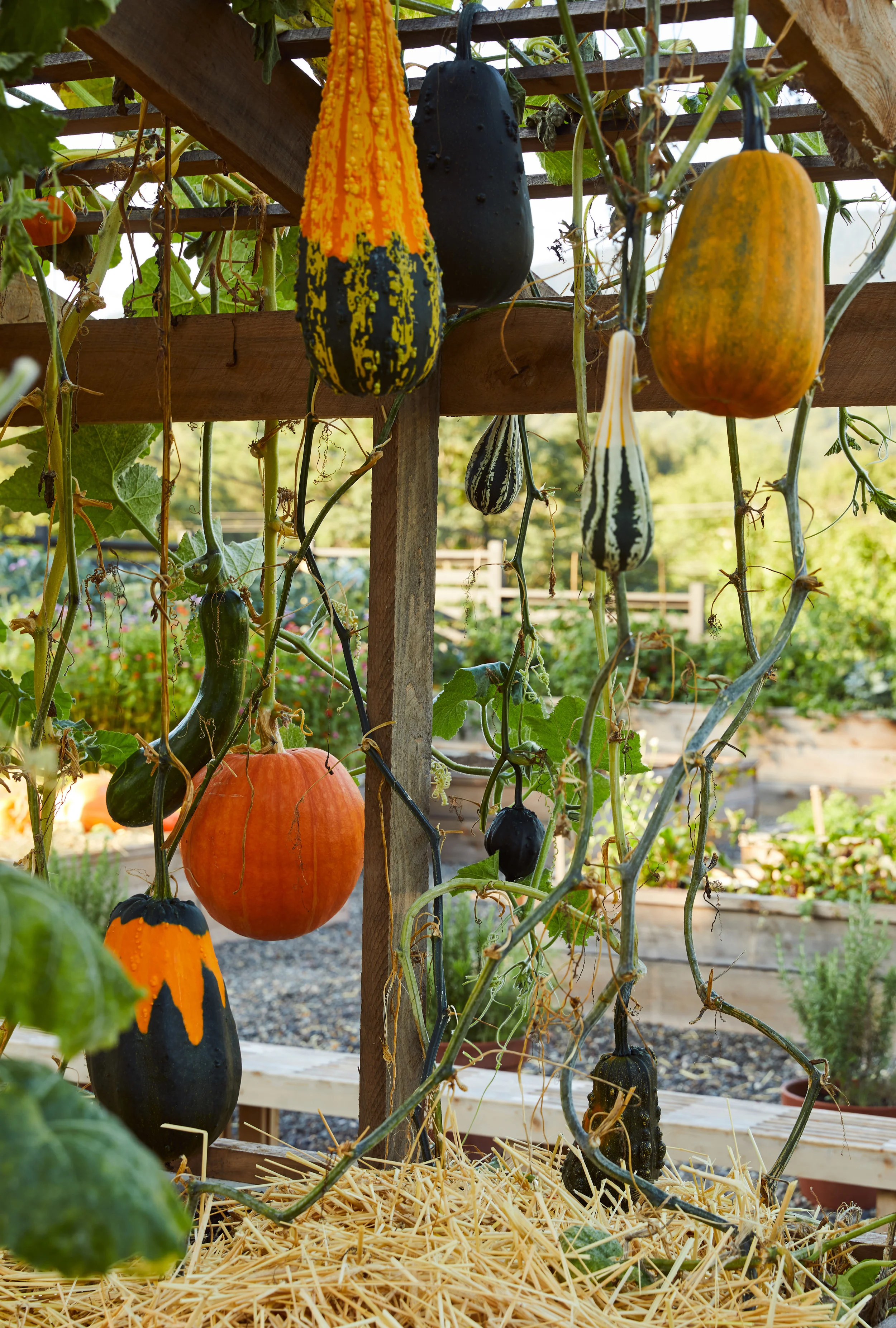 SCL_garden8_ReadMcKendree.jpg