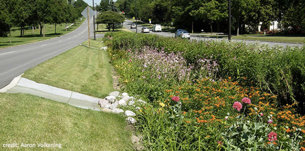 A roadside bioswale.