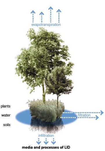 Normal
0
false
false
false
EN-US
X-NONE
X-NONE
Plants and soils filter, infiltrate and evapotranspirate water. Source: Low Impact Development Manual, University of Arkansas.