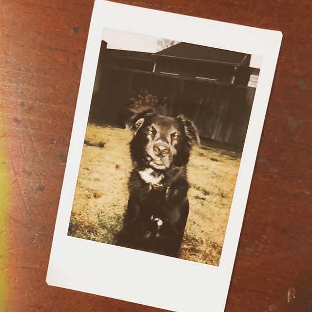 This is the worst photo I&rsquo;ve ever taken of my dog. Her lip&rsquo;s stuck to her teeth, she&rsquo;s mid blink, and her eyes are pointing in different directions... Still the cutest dog ever.
#rescuedog #dogsofinstagram #instax #photofail