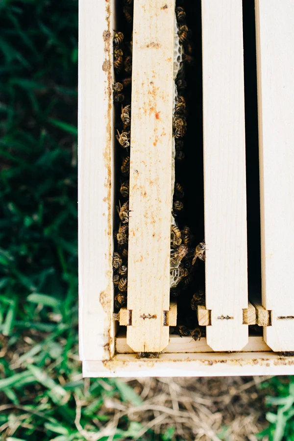 Bee Keeper Engagements Media Only 2018 (1 of 65).jpg