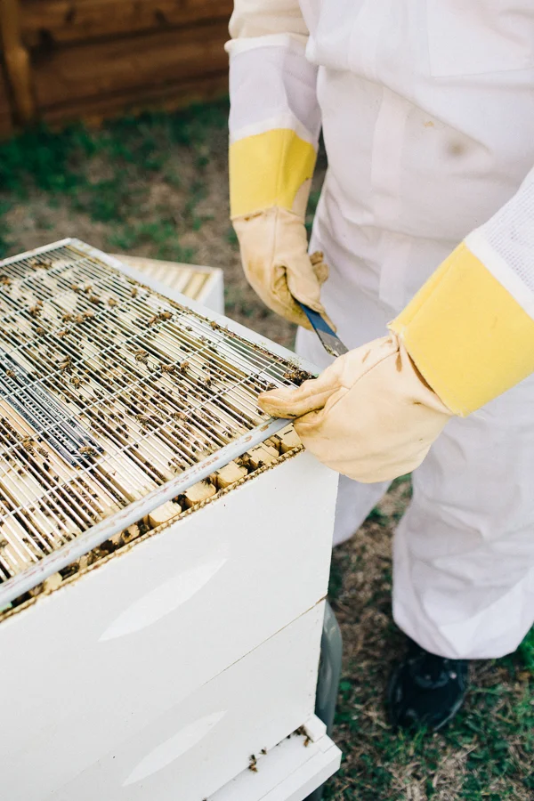 Bee Keeper Engagements Media Only 2018 (15 of 65).jpg