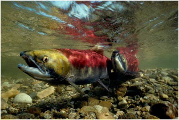 salmon-weaver crk.jpg