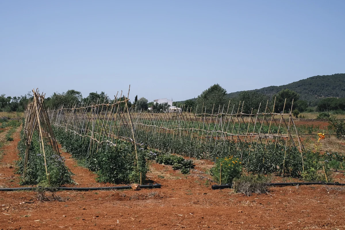 DSCF9290.jpg