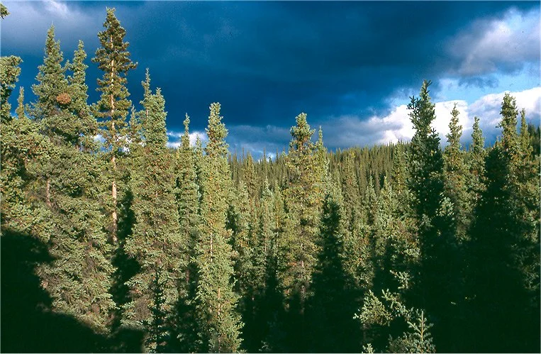 Spruce-Trees.jpg